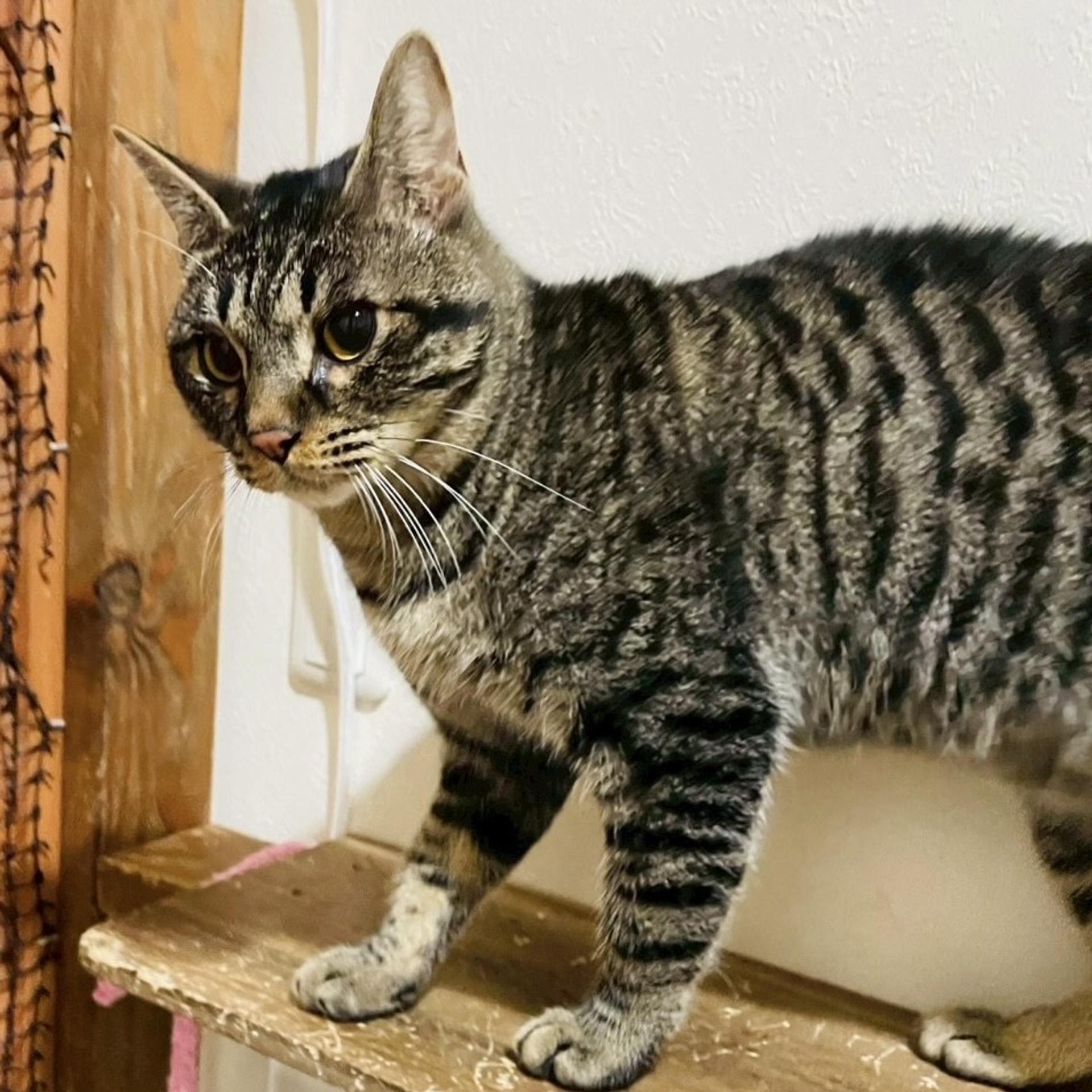 pet-image-5