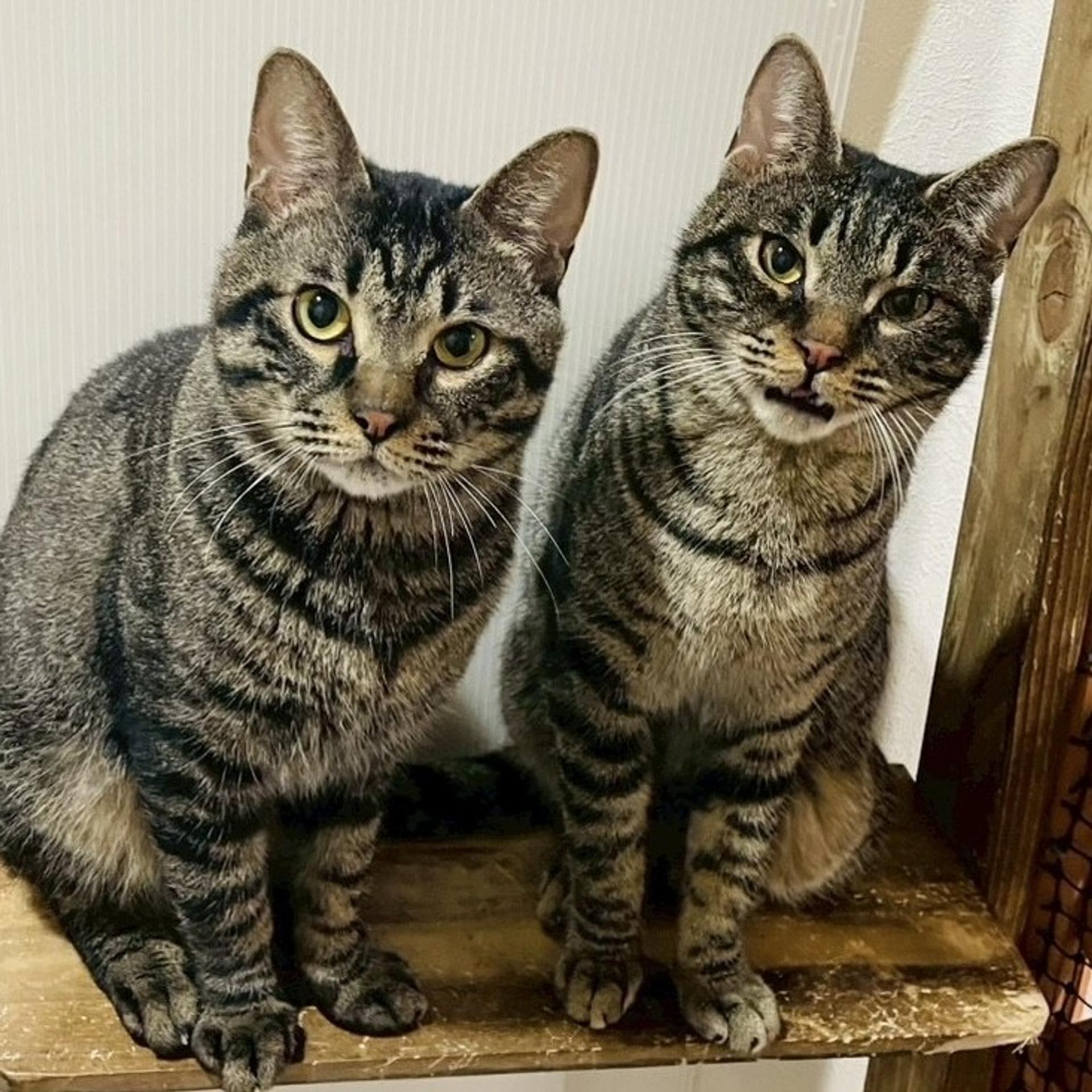 pet-image-6