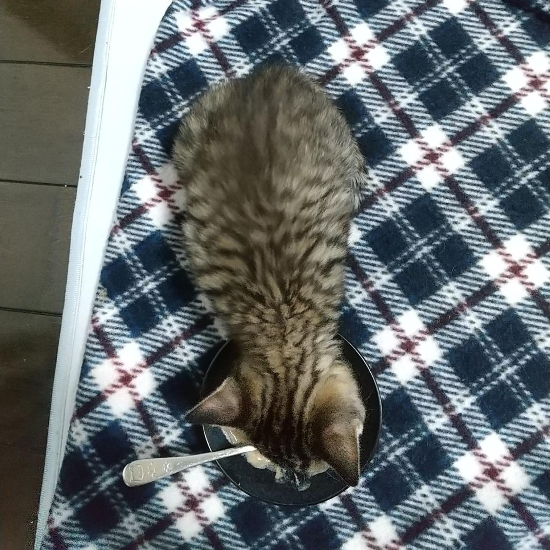 pet-image-9