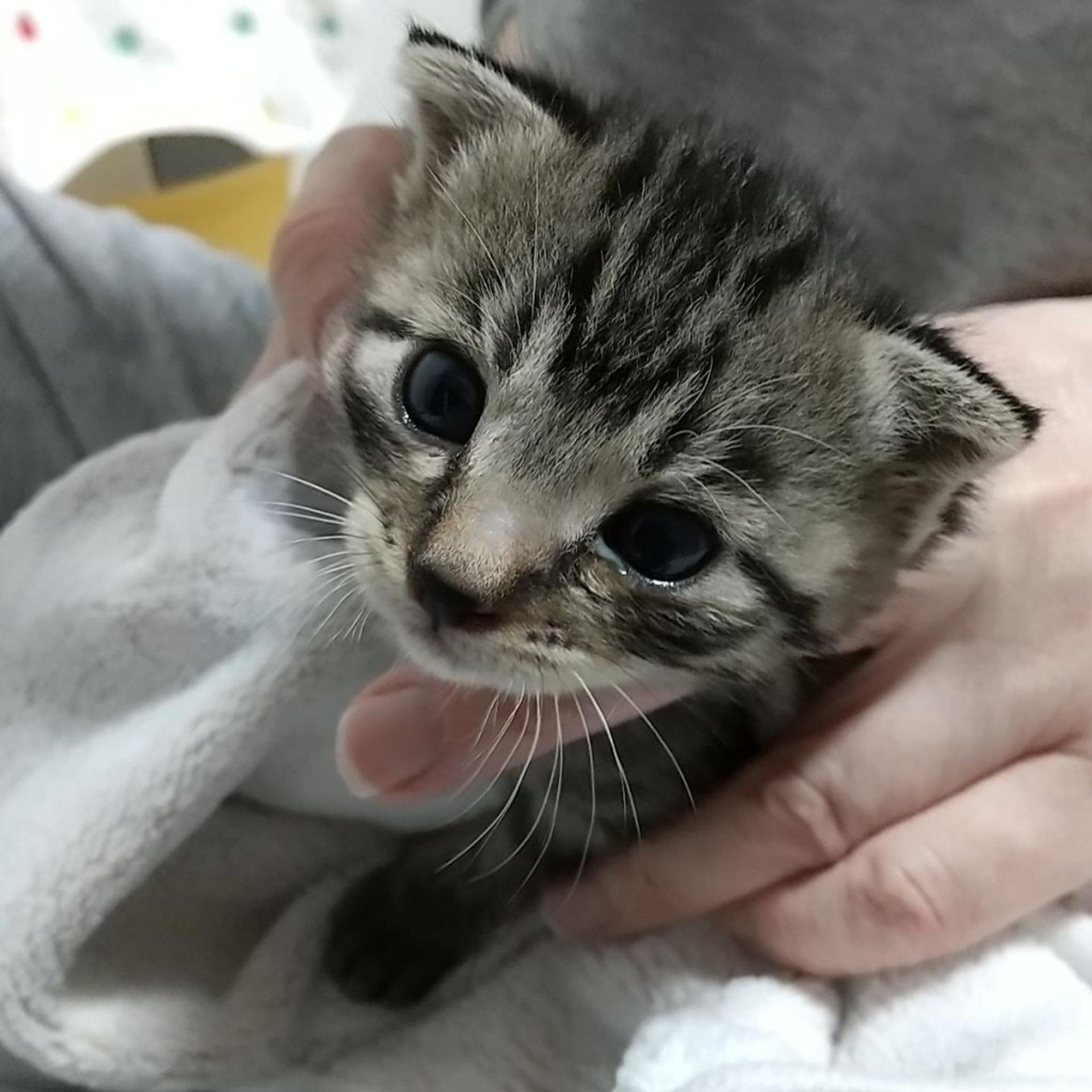 pet-image-8