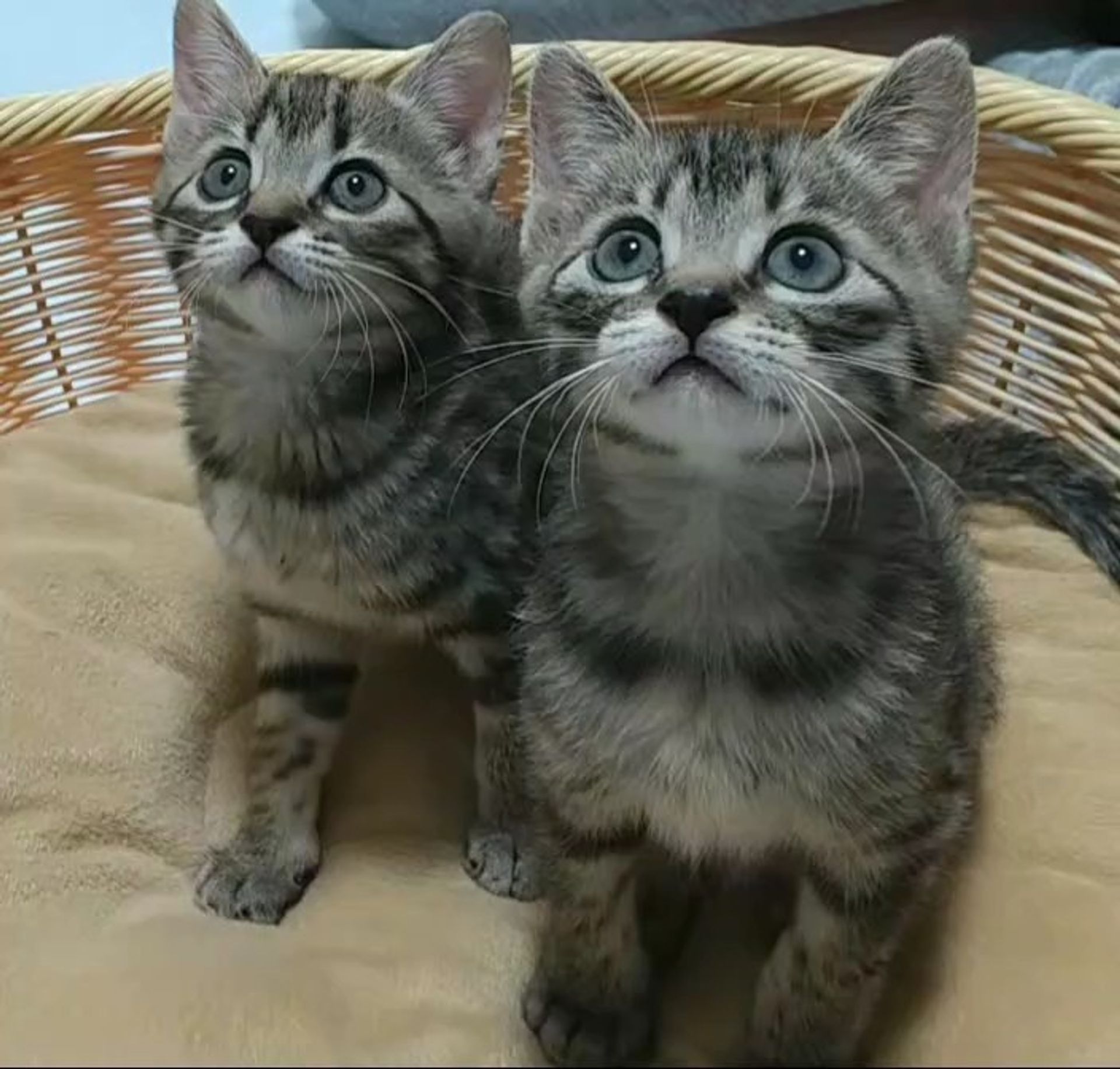 雑種（ミックス猫）・メスの里親募集の写真