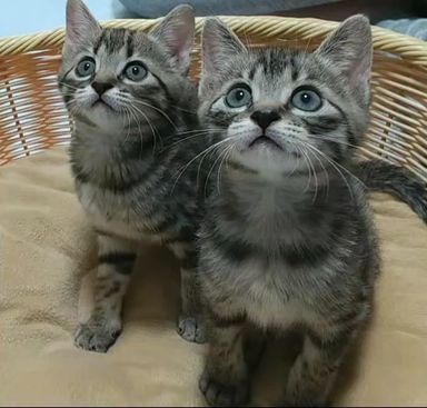 ゆら＆りも