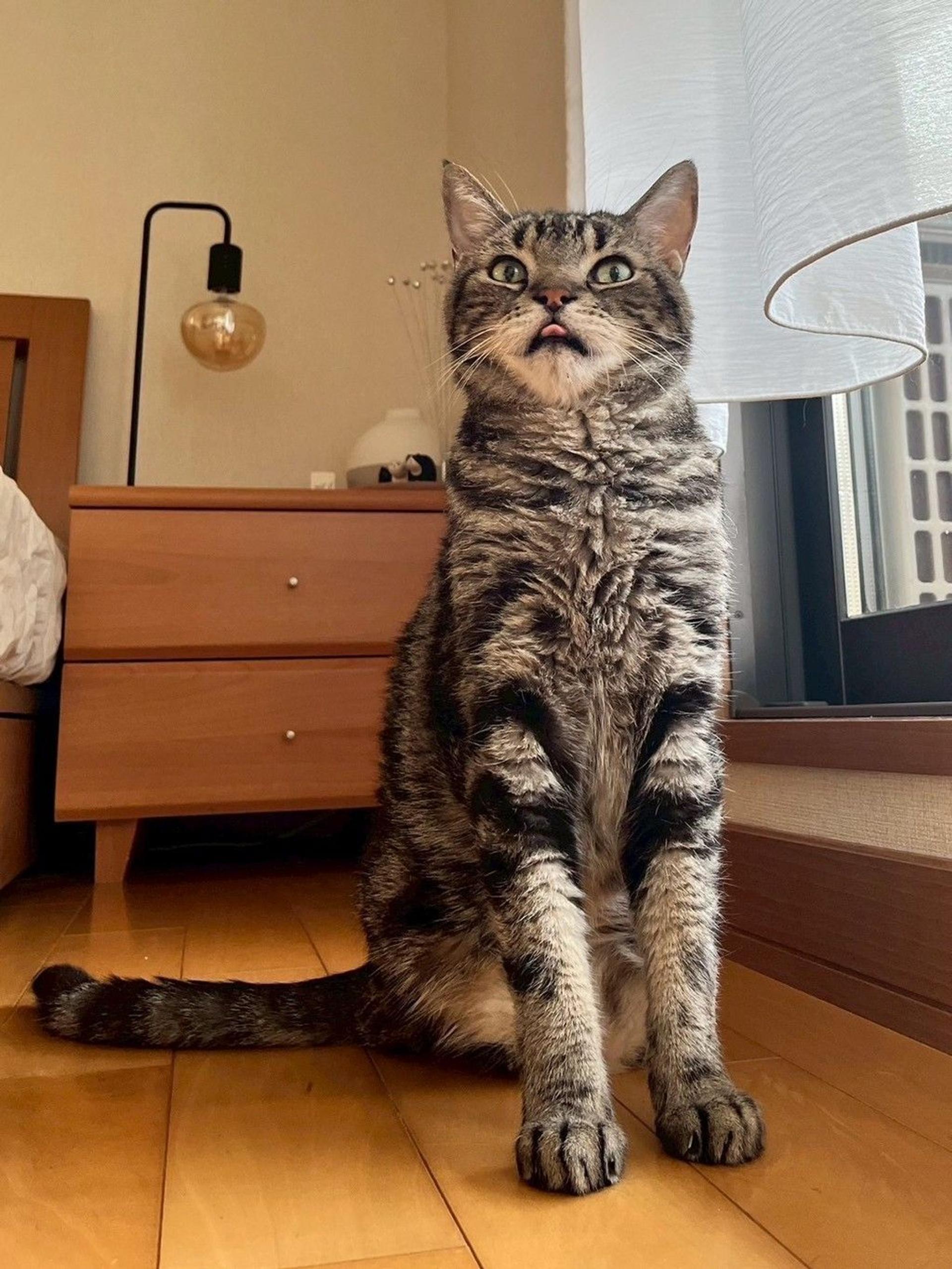 pet-image-8
