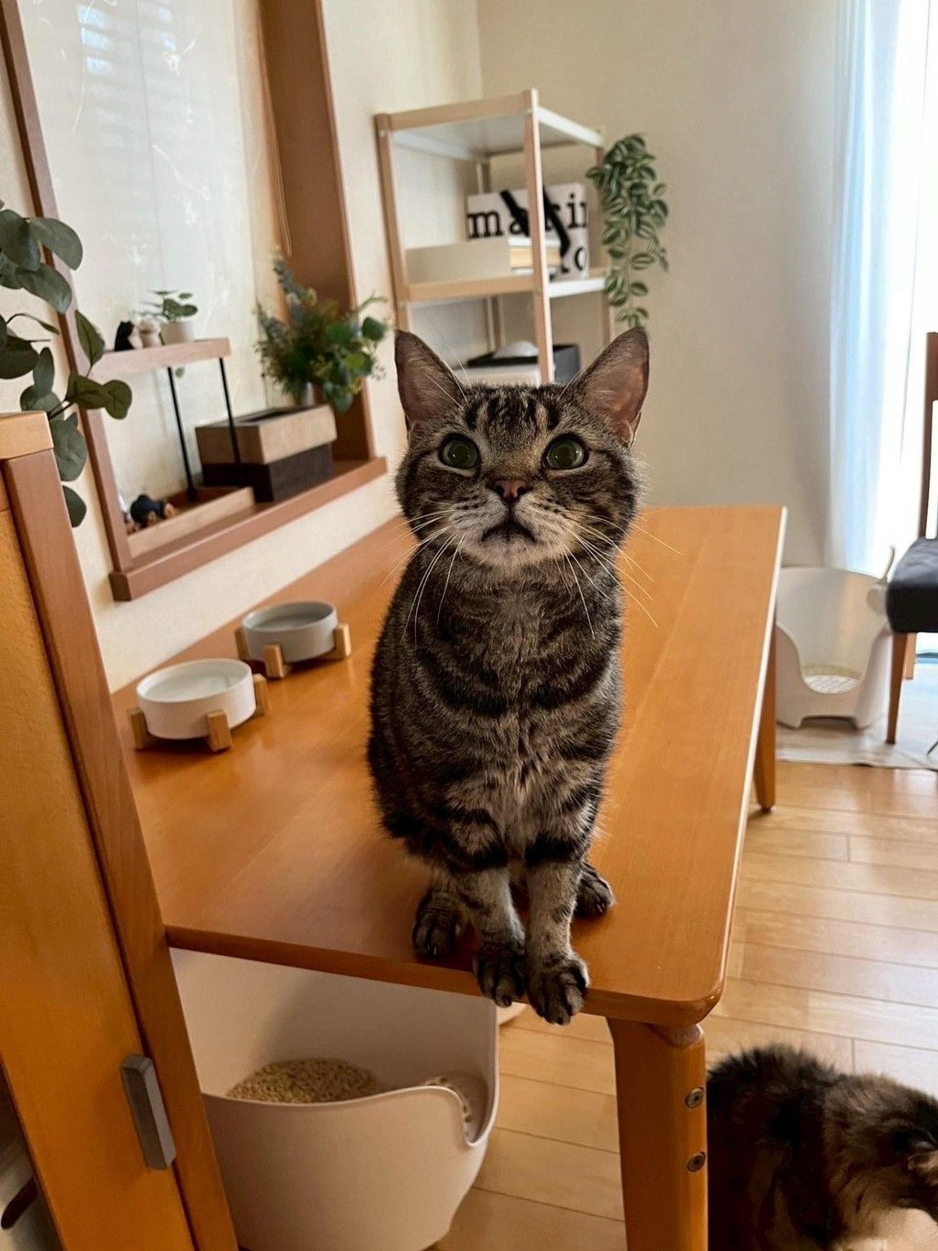 pet-image-7