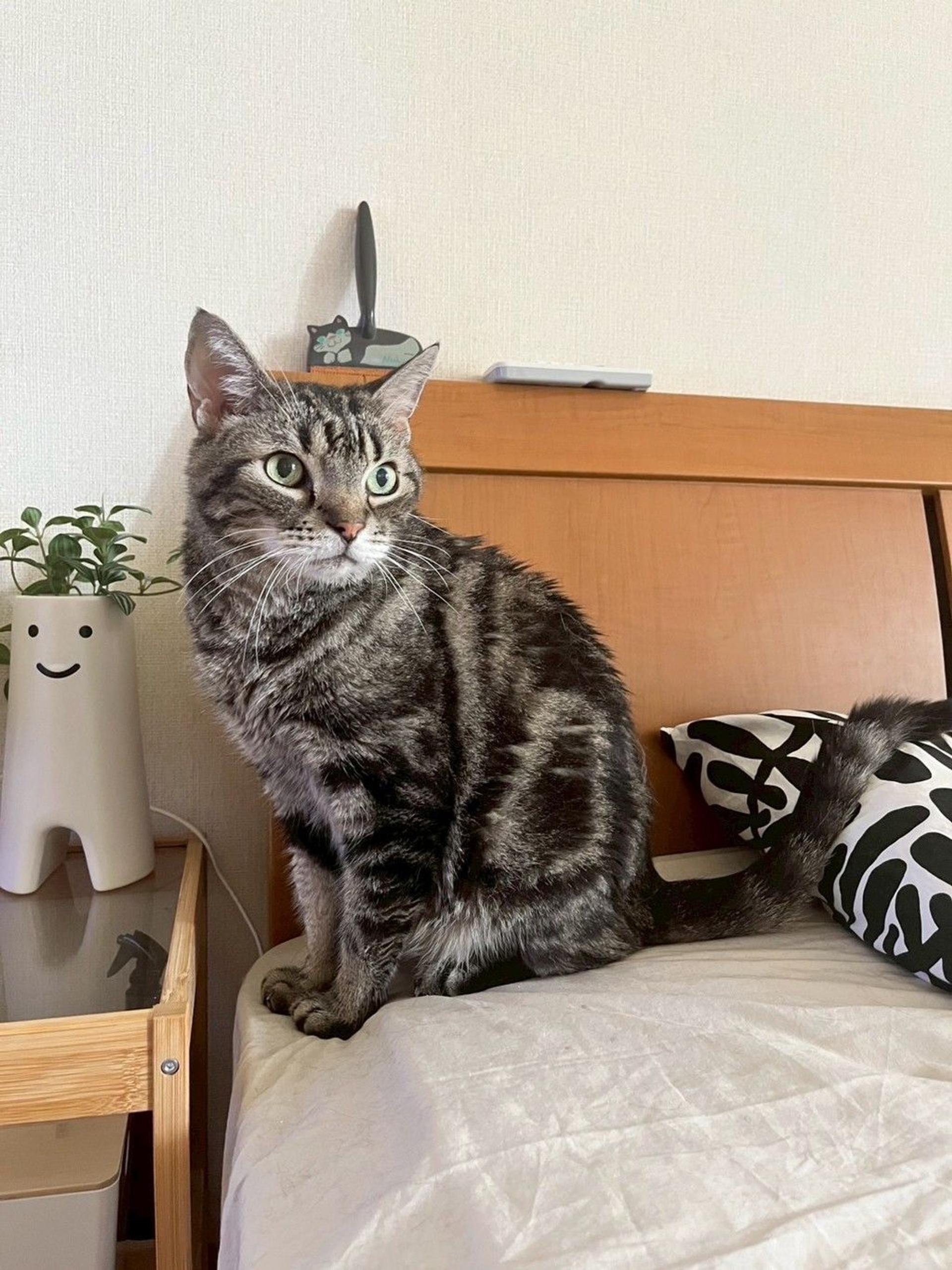 pet-image-9