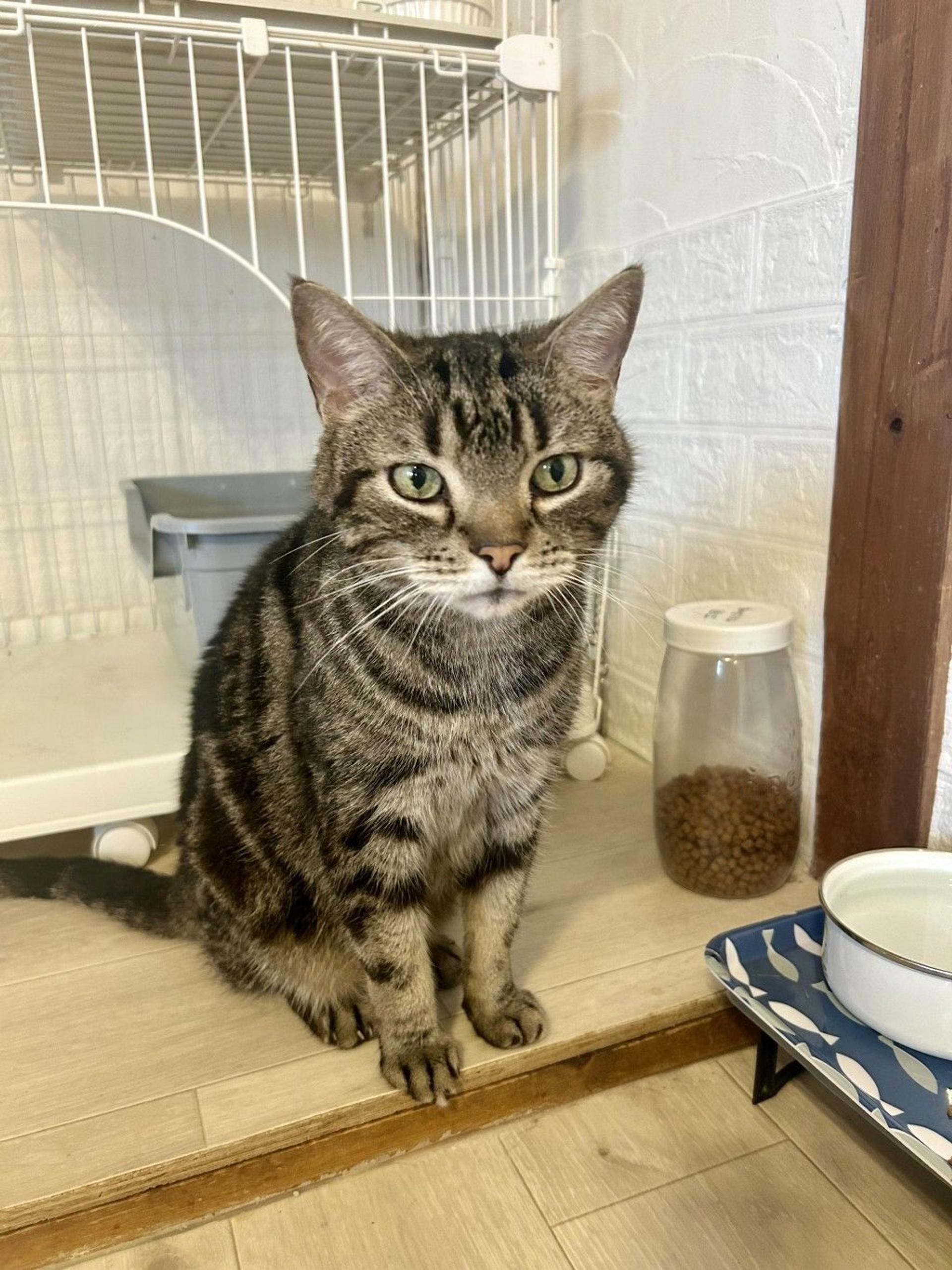 pet-image-2