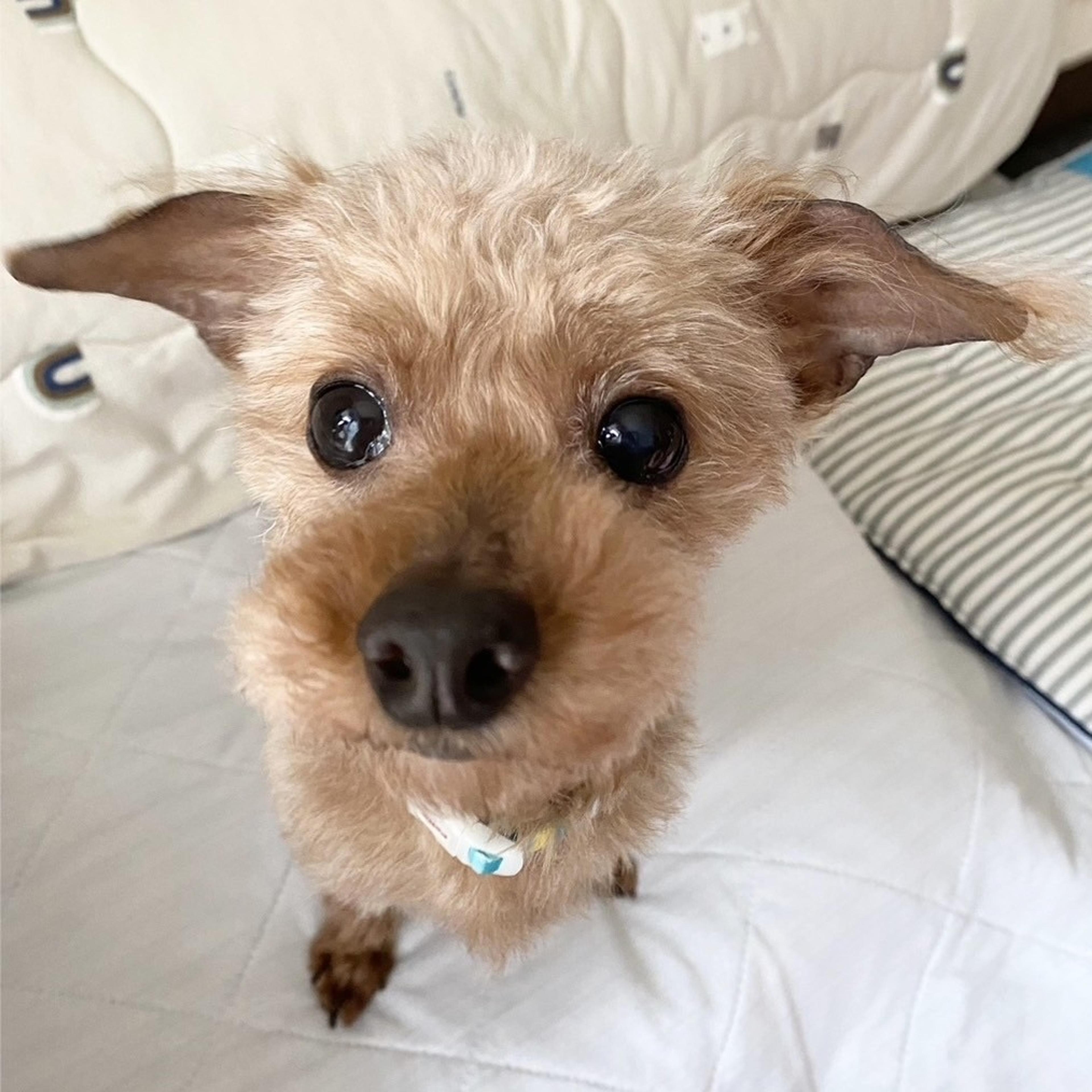 pet-image-2