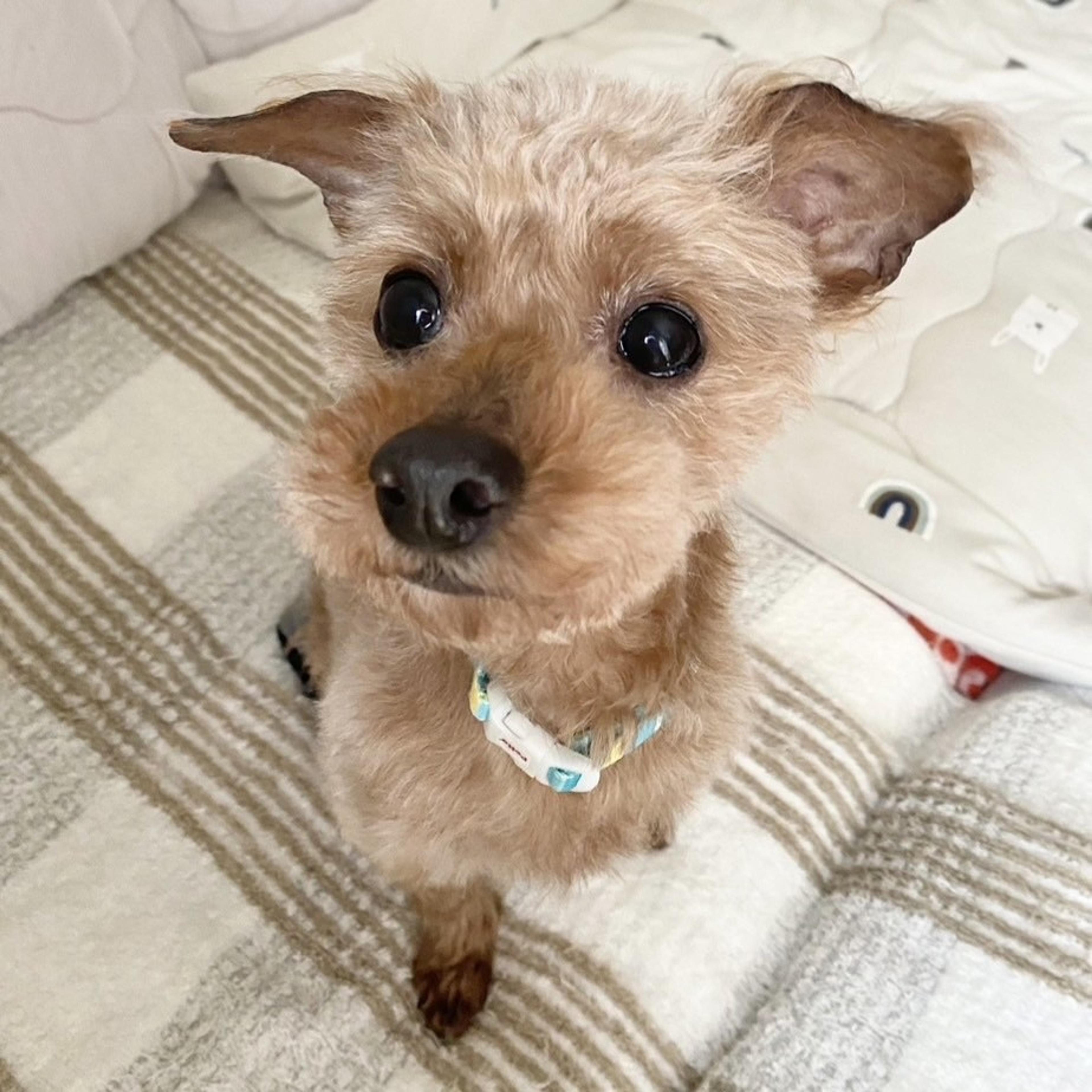 pet-image-6