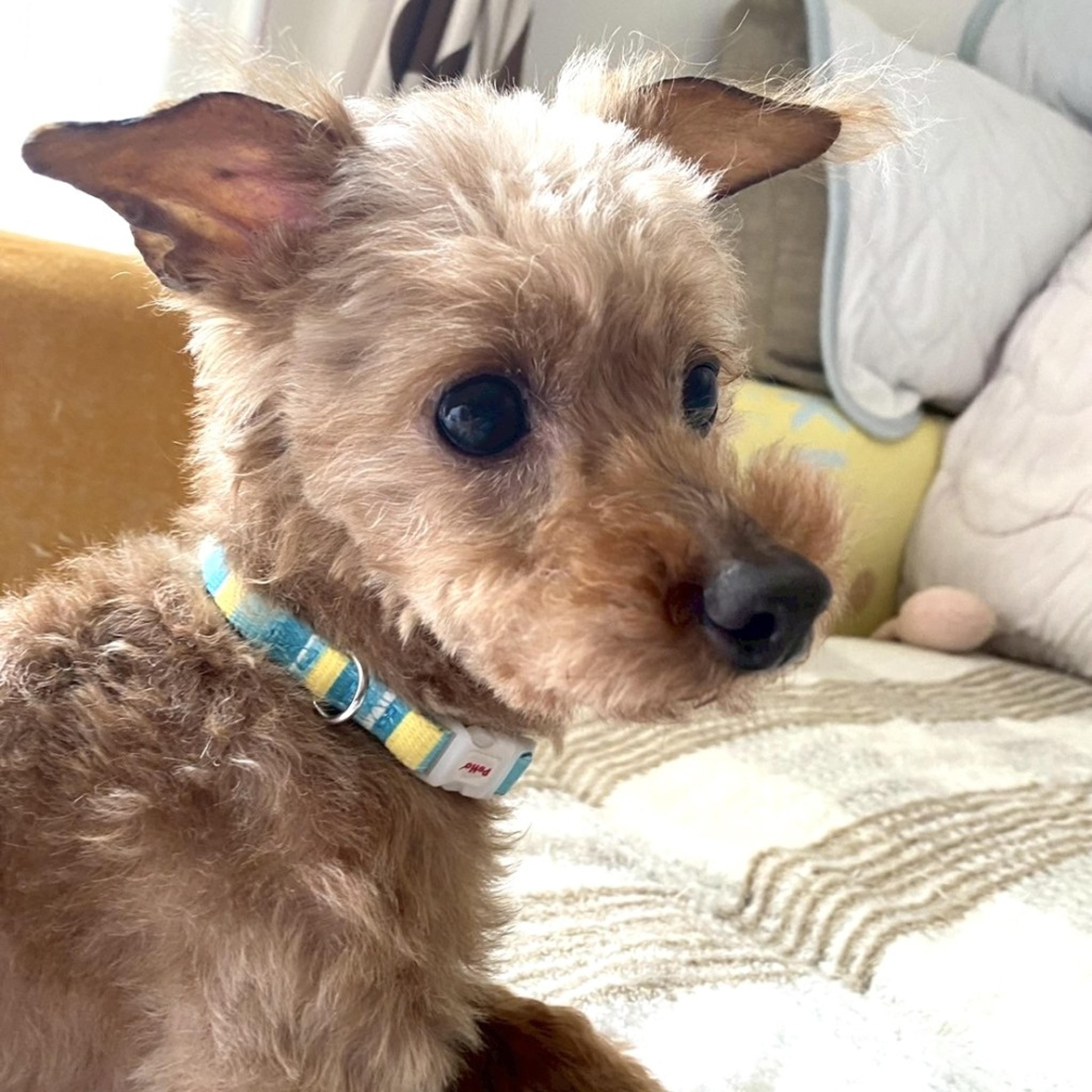 pet-image-7