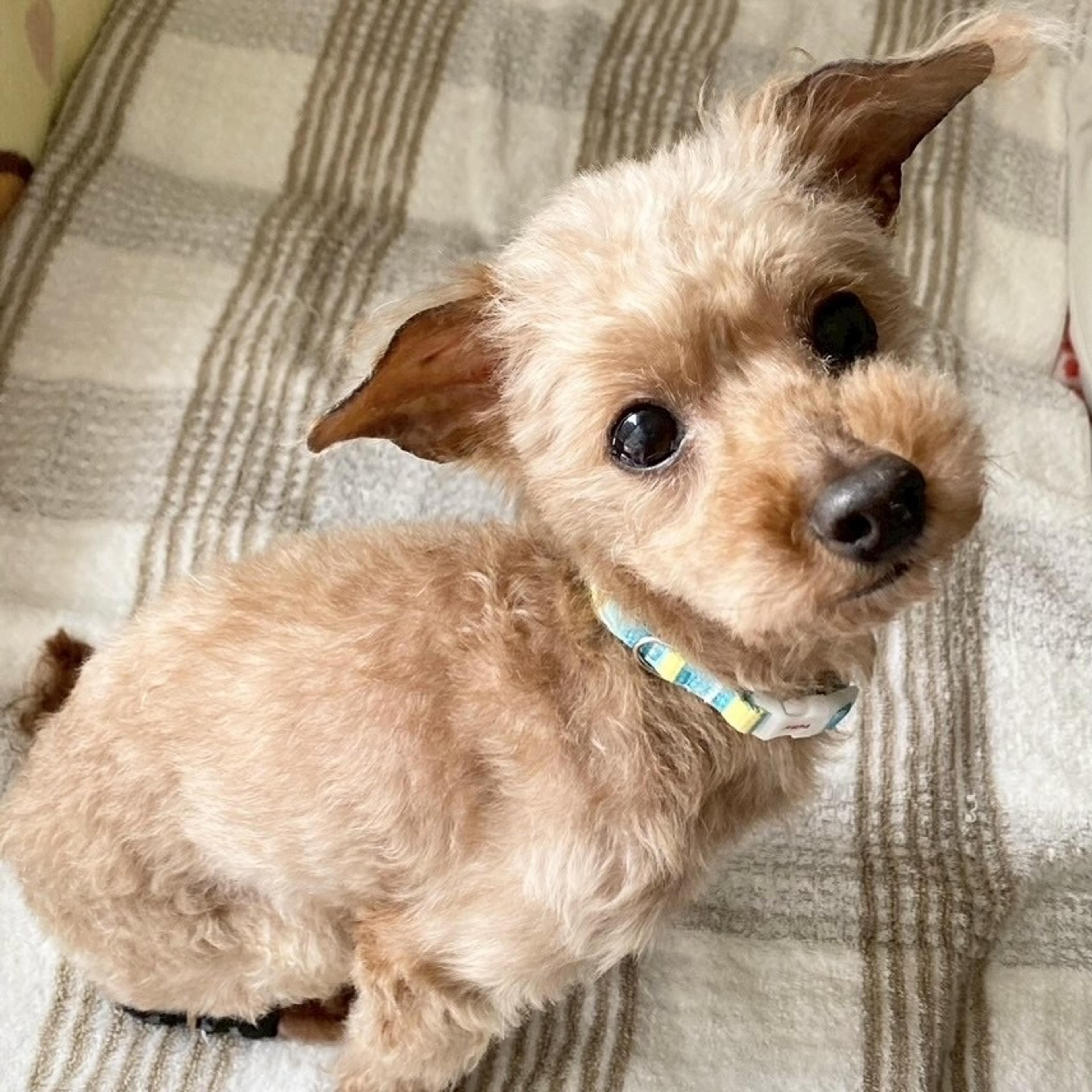 pet-image-3