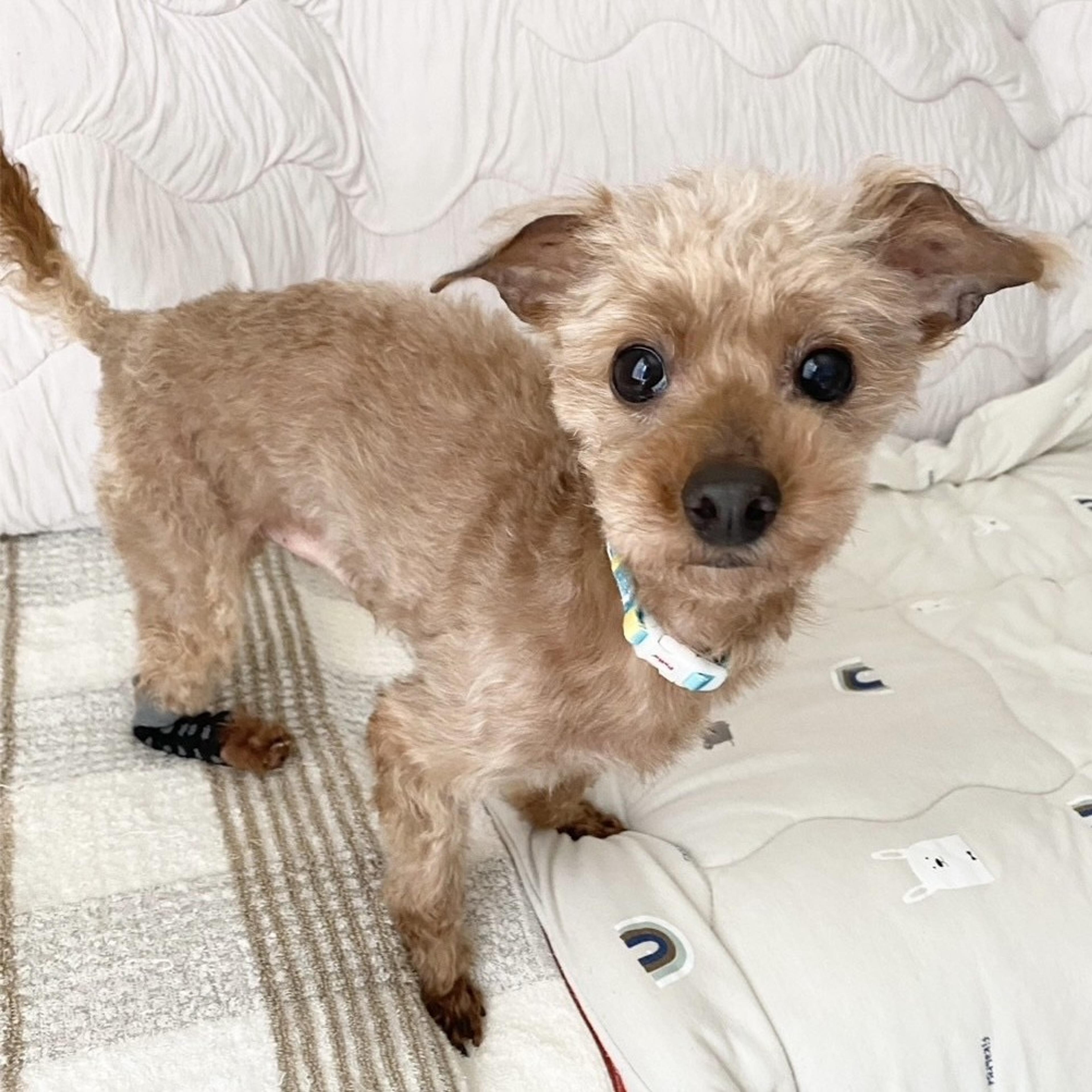 pet-image-4
