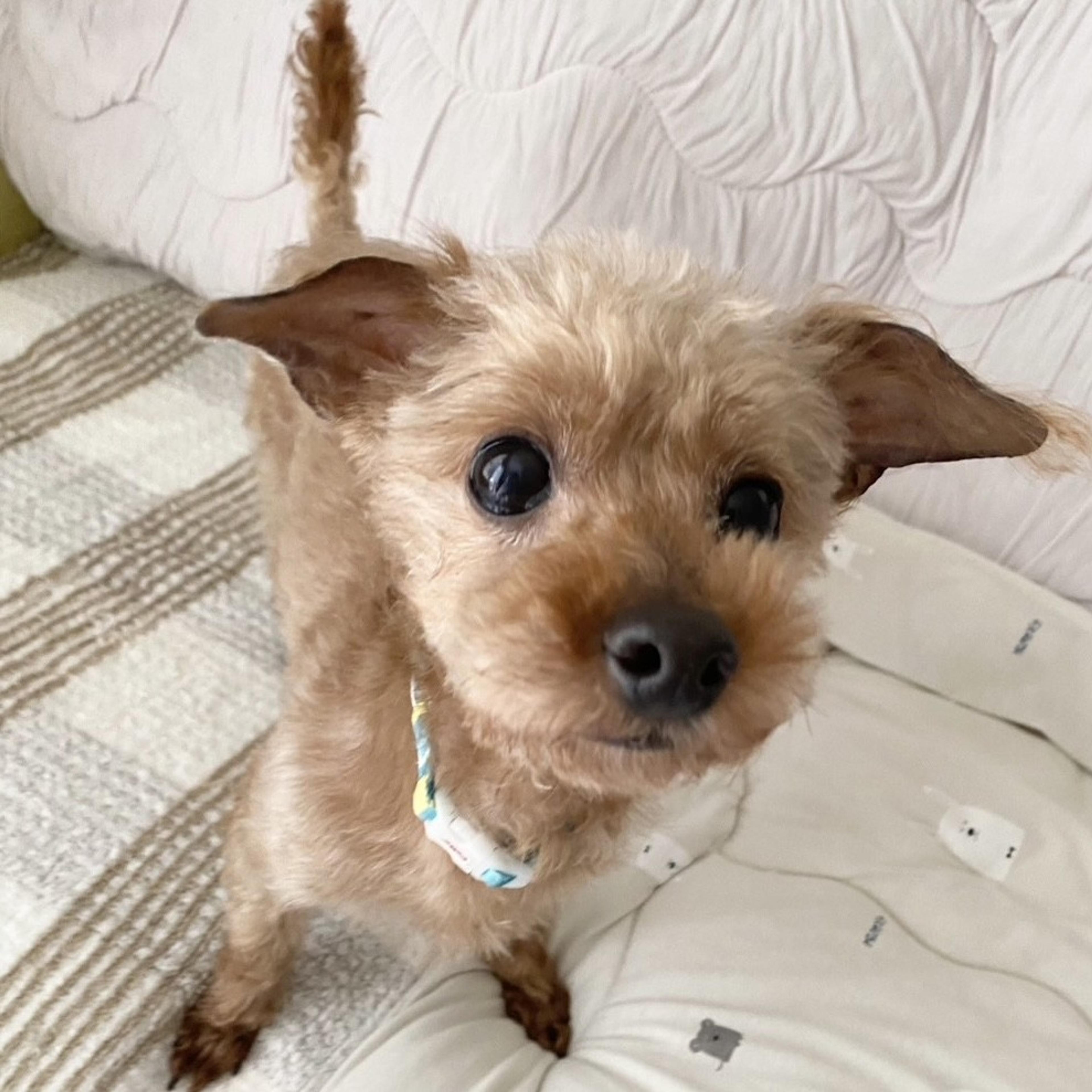 pet-image-5