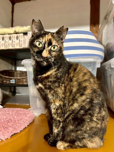 雑種（ミックス猫）・メスの里親募集の写真