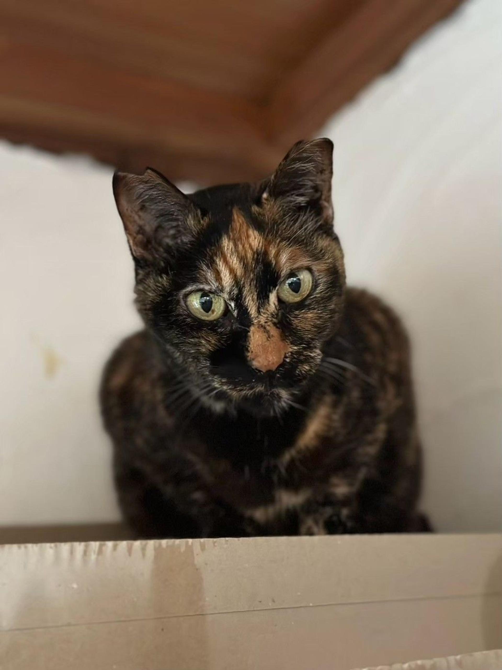 pet-image-6