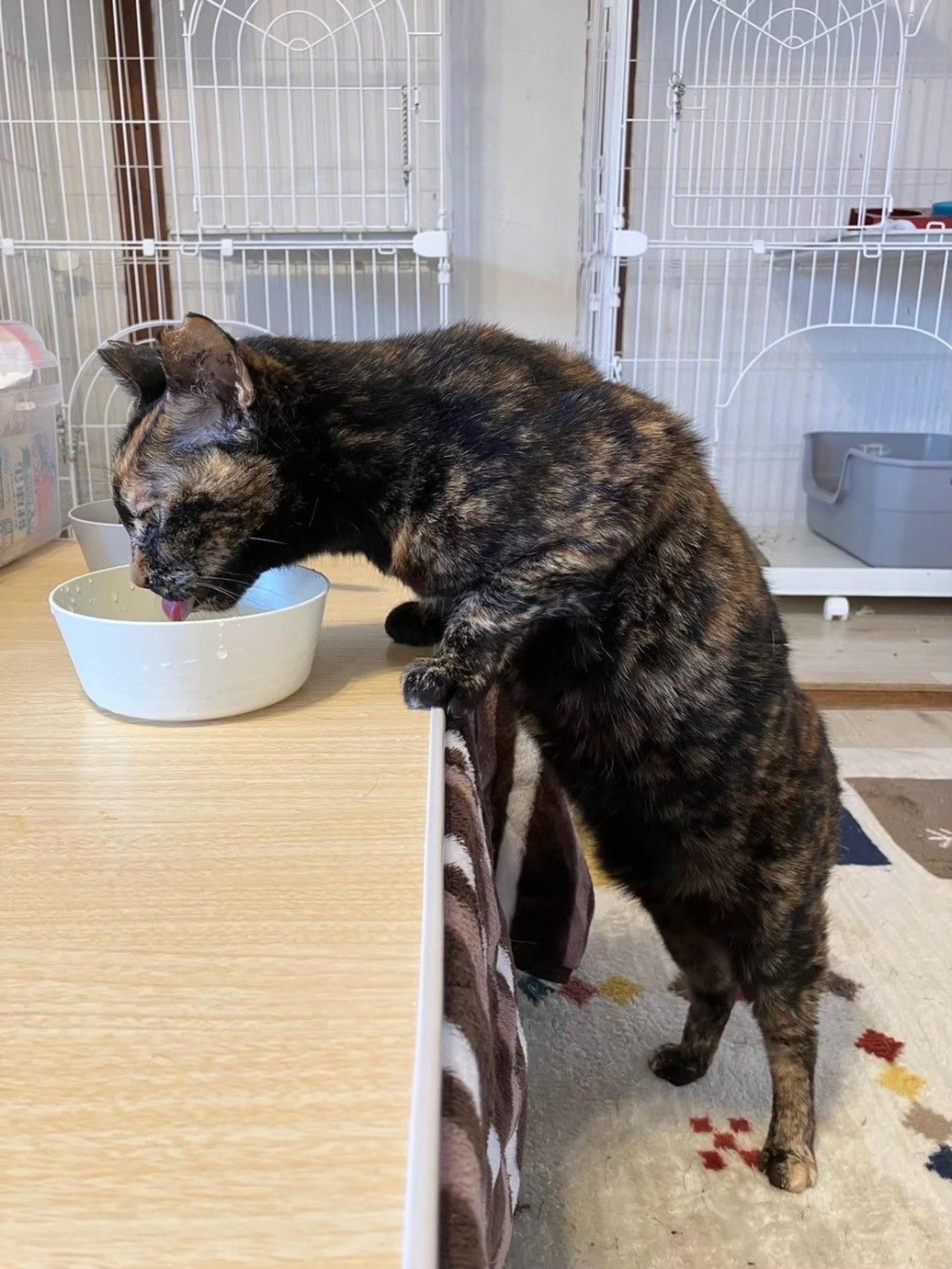 pet-image-8