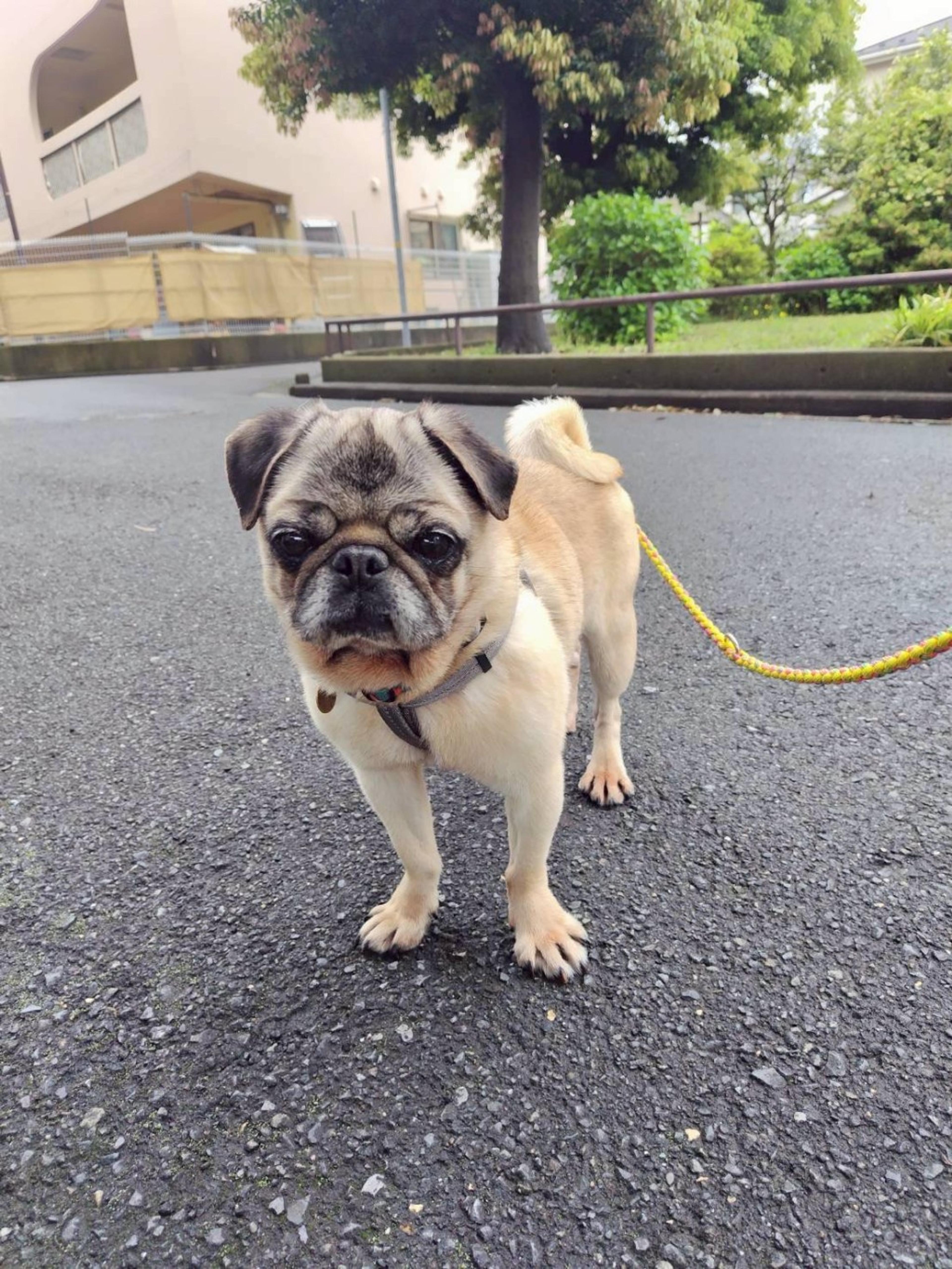 pet-image-5