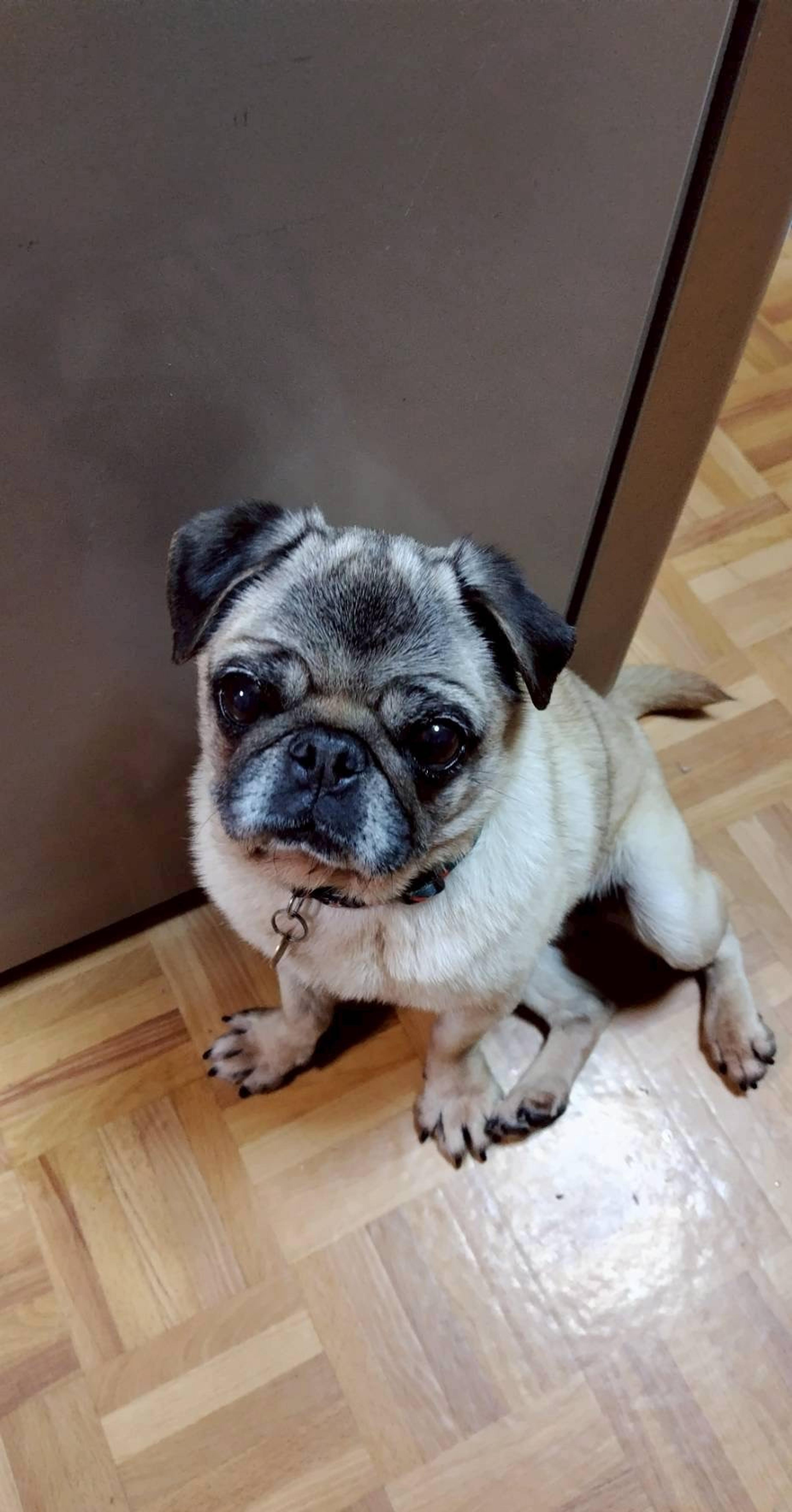 pet-image-6