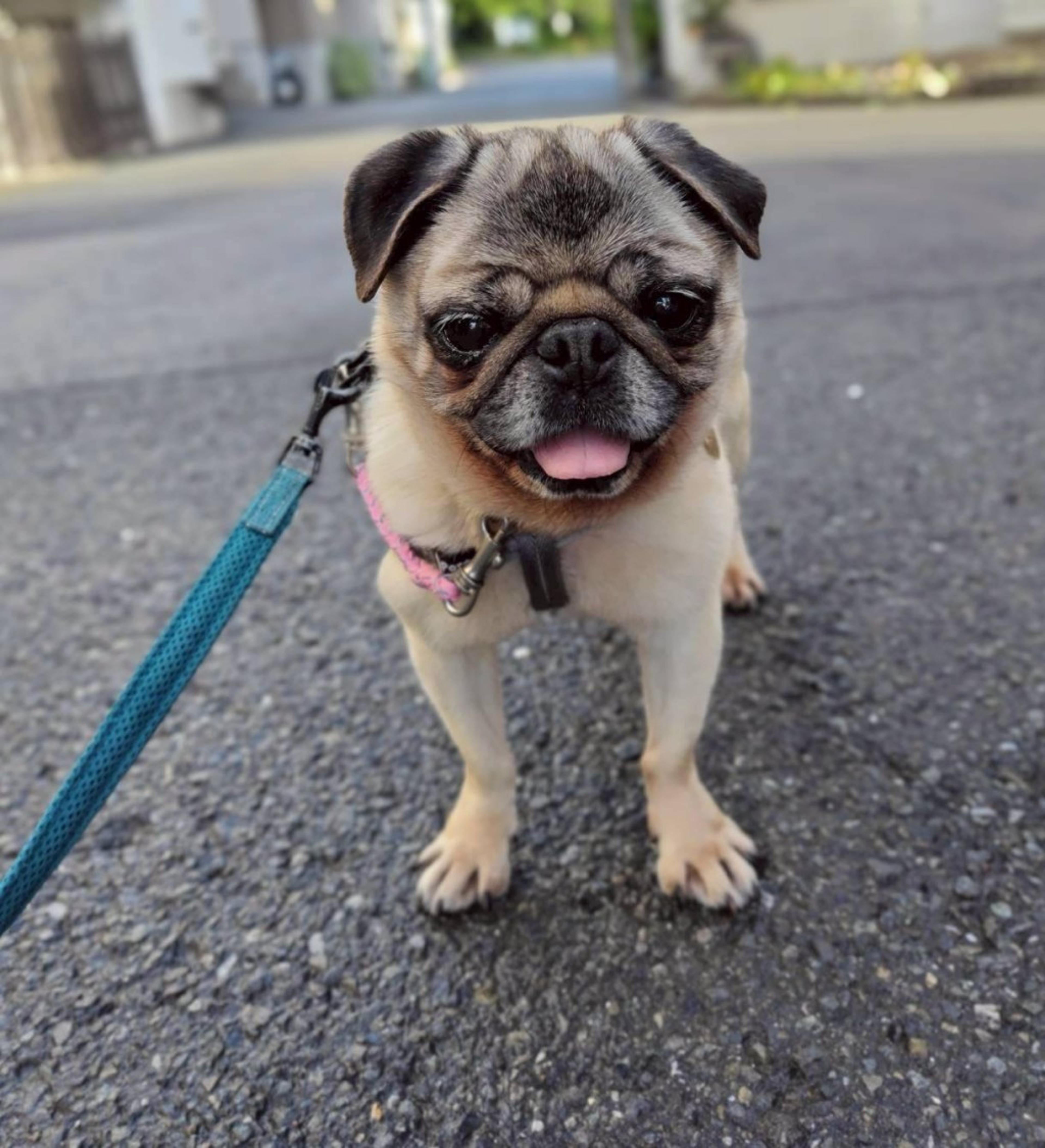 pet-image-2