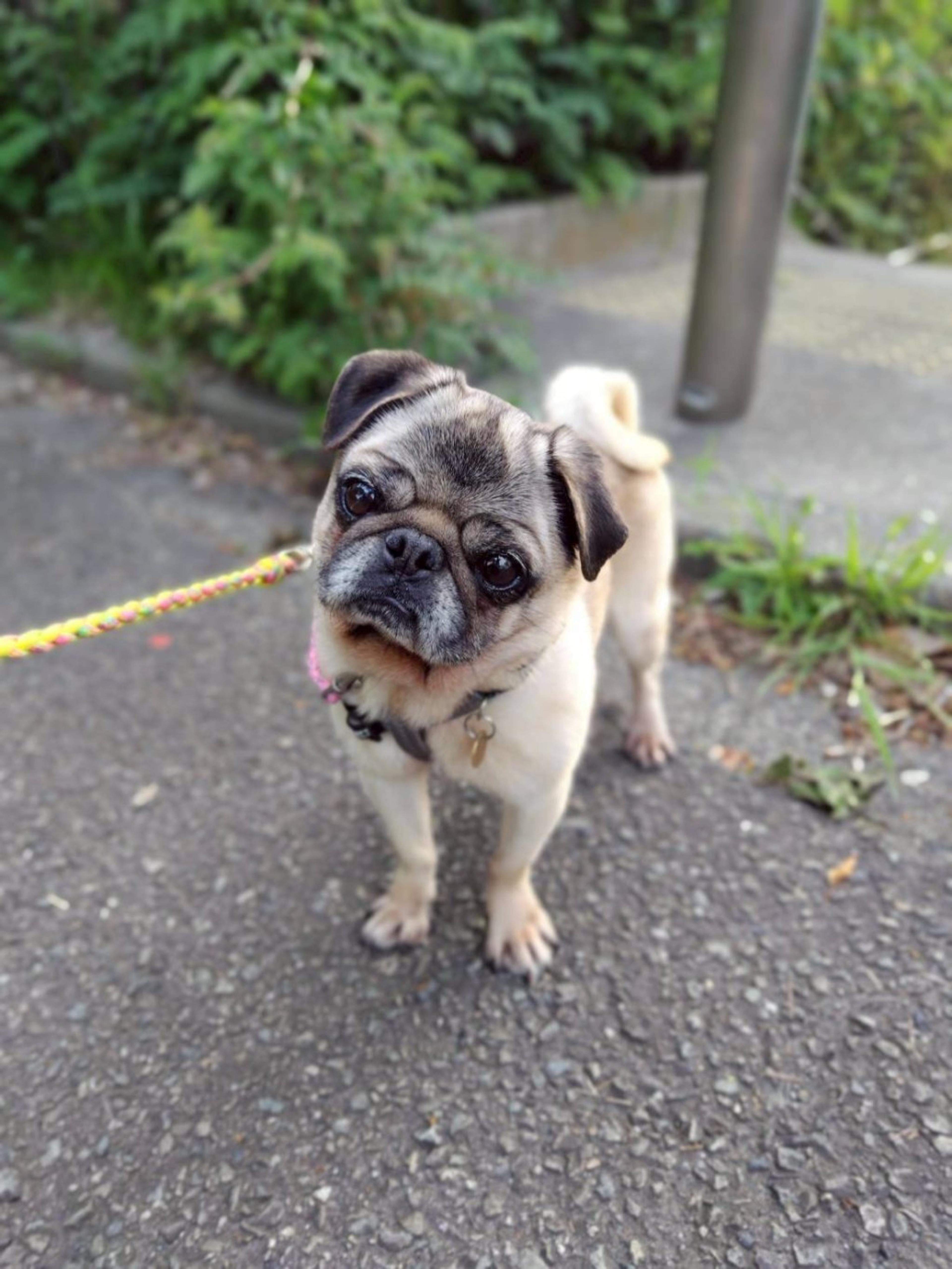 pet-image-3