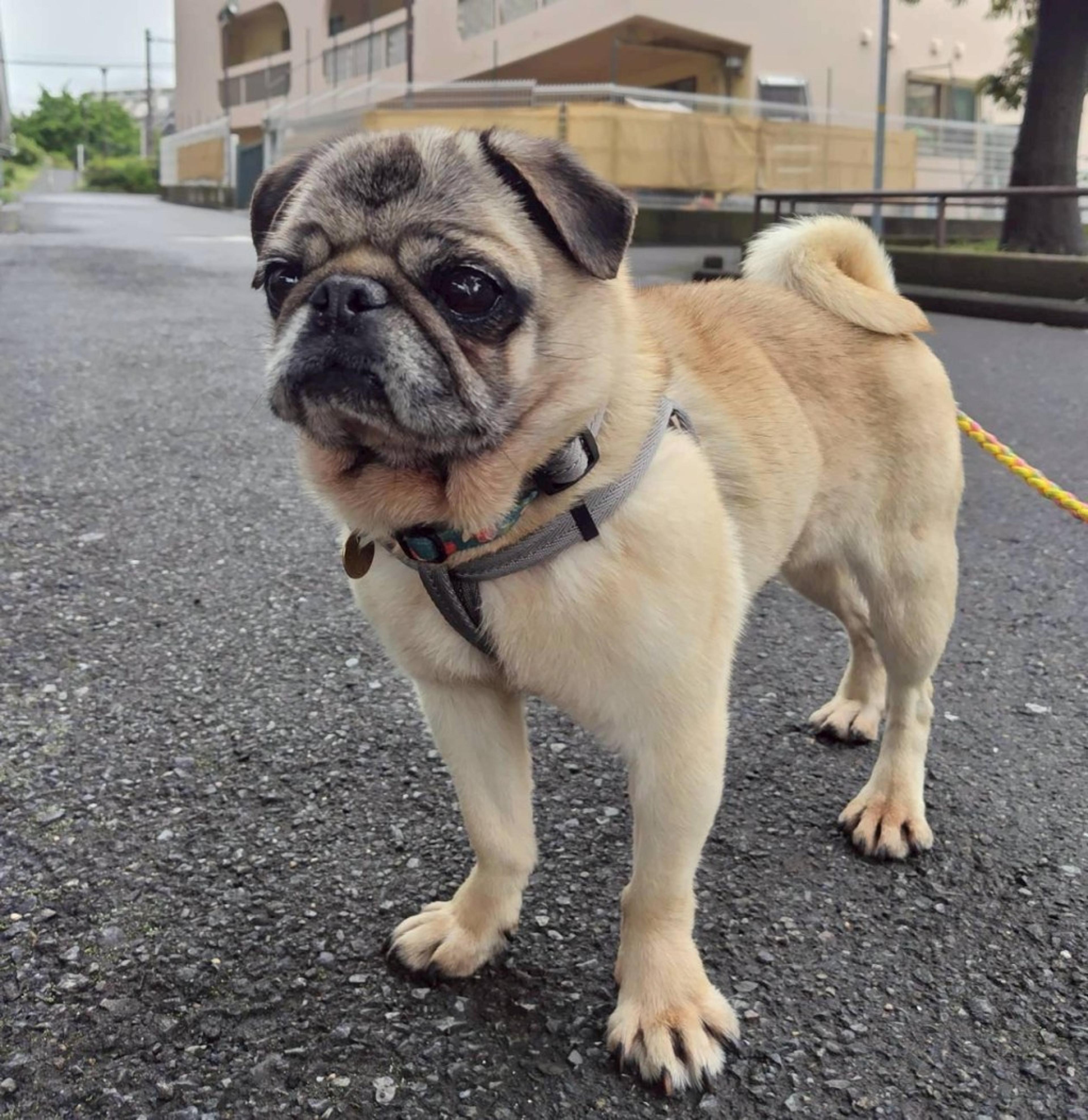 pet-image-4