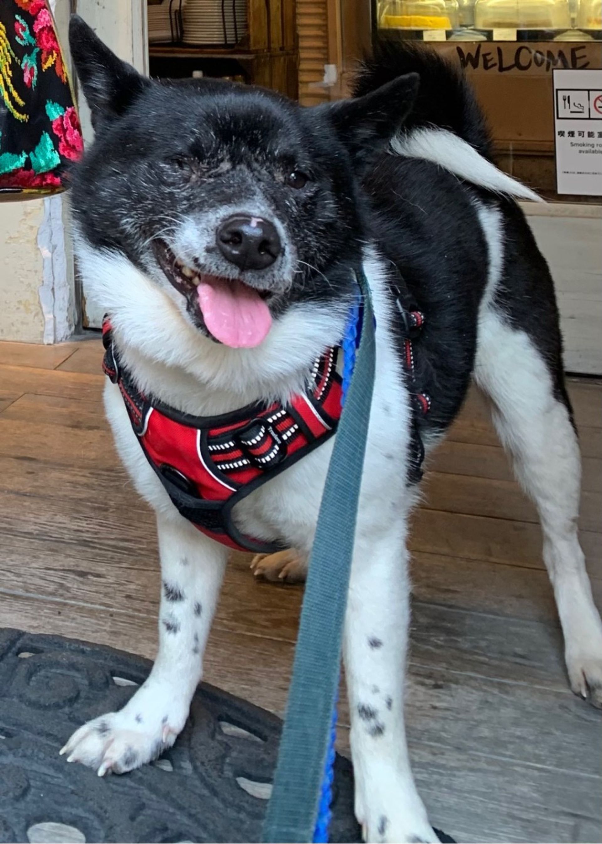 雑種（ミックス犬）・オスの里親募集の写真