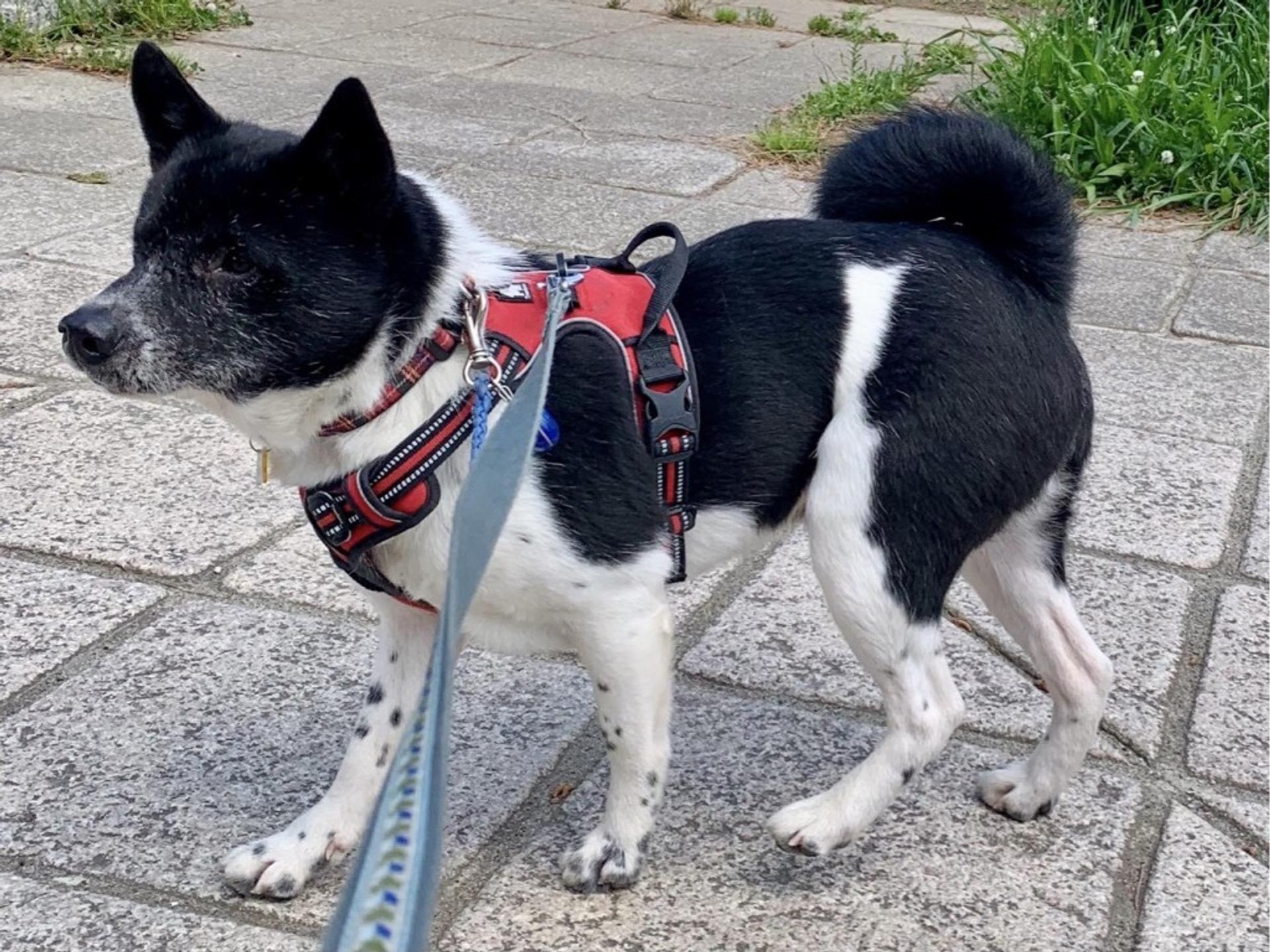 pet-image-3
