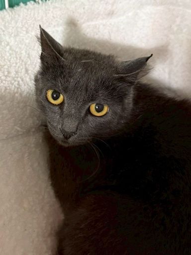 雑種（ミックス猫）・メスの里親募集の写真