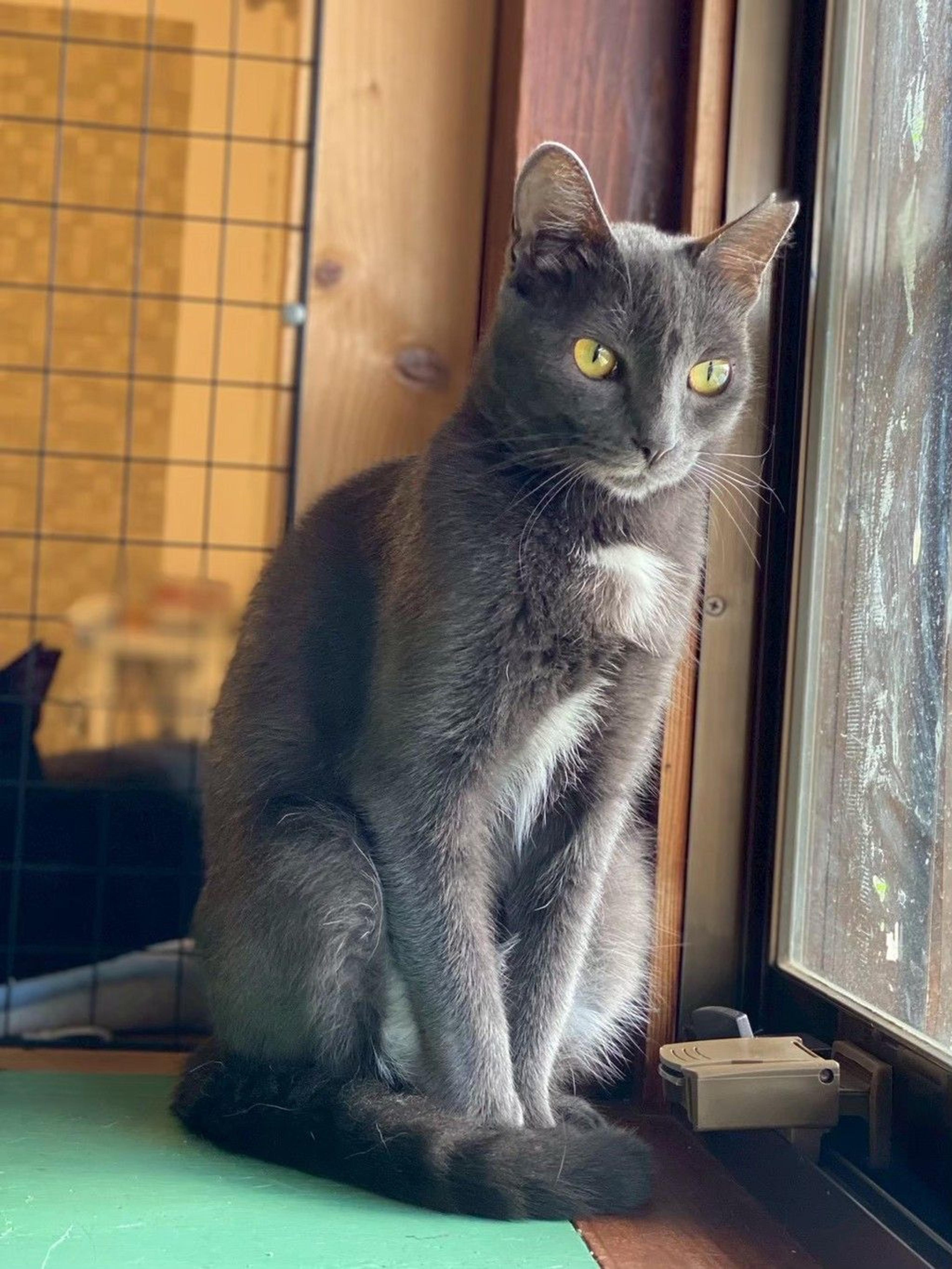 pet-image-2
