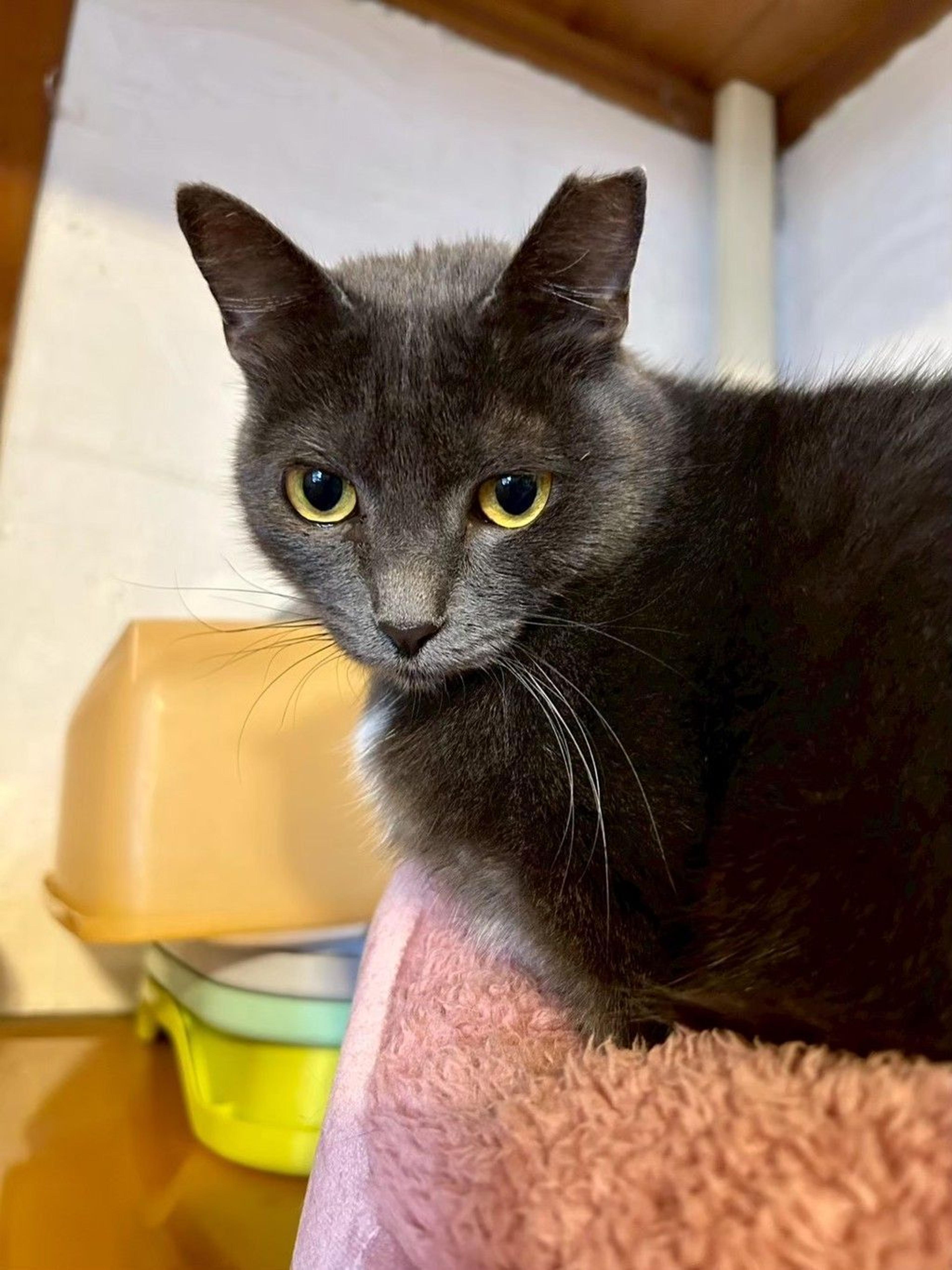 pet-image-3