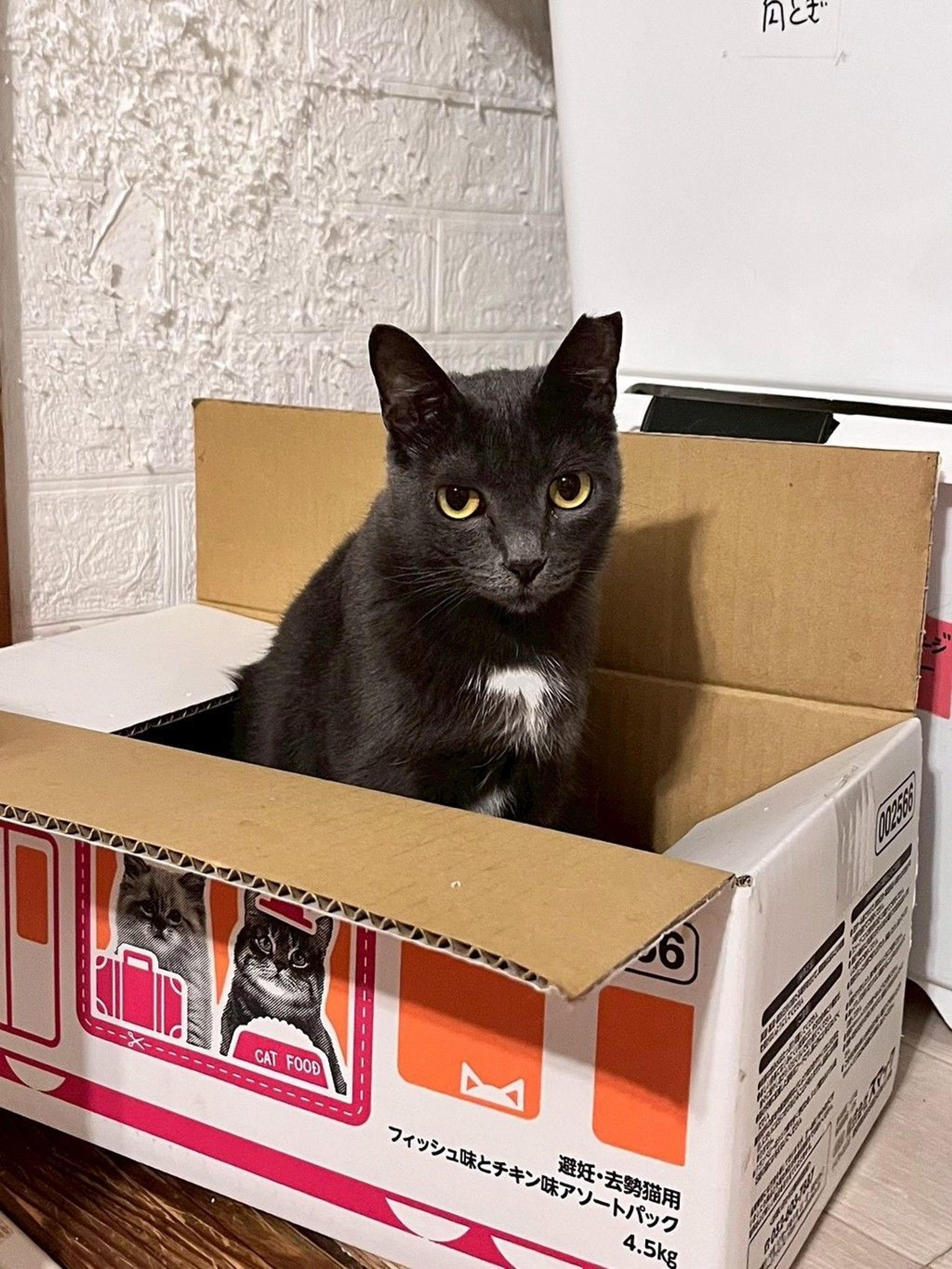 pet-image-5
