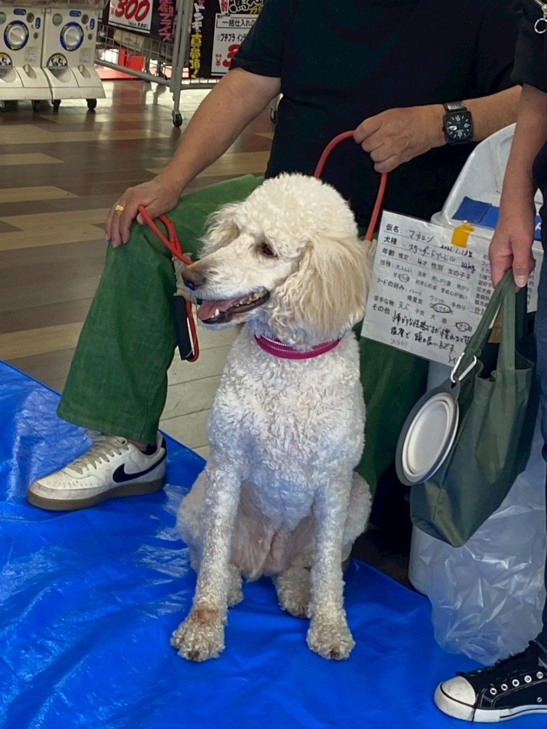pet-image-3