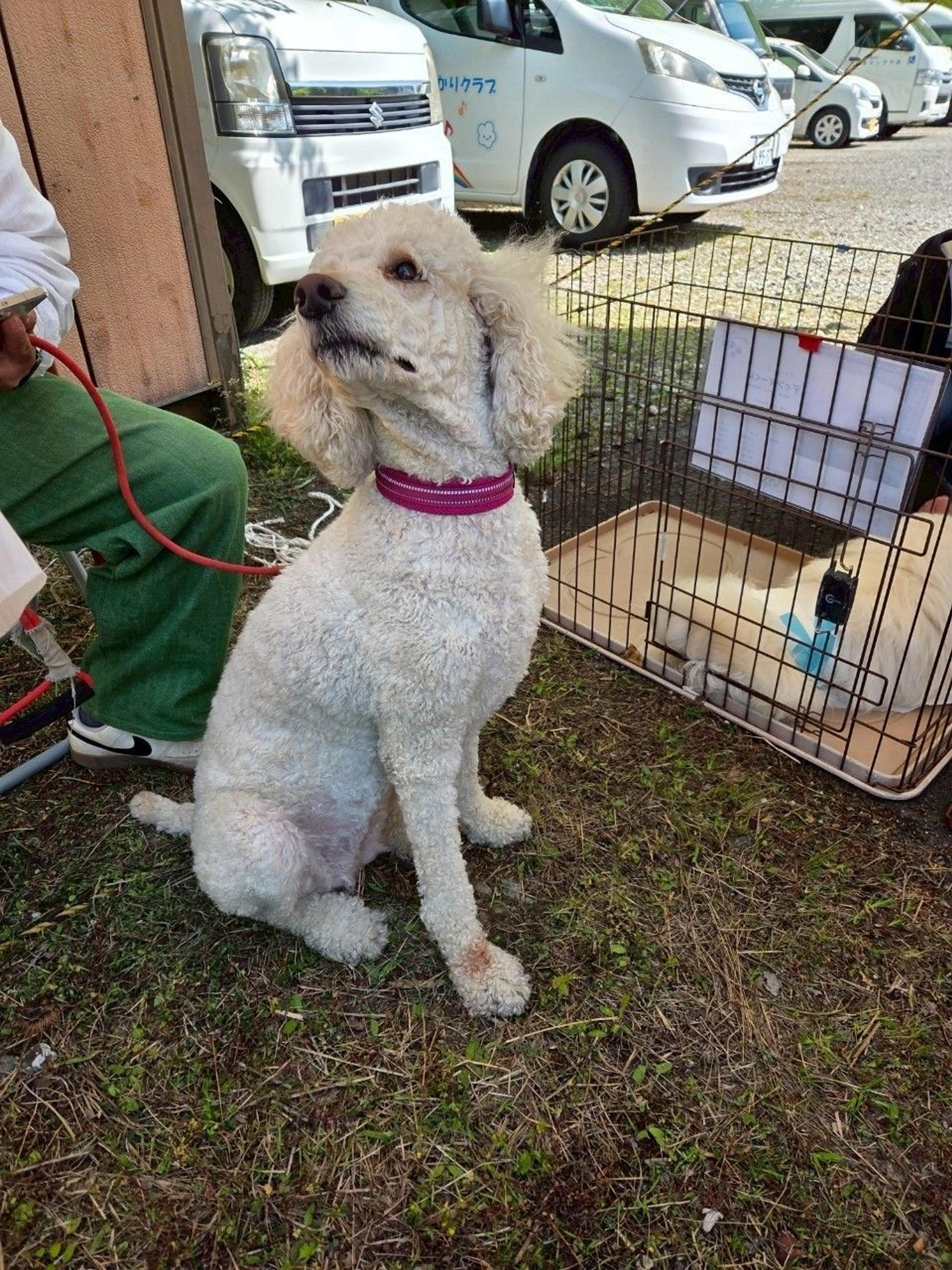 pet-image-4