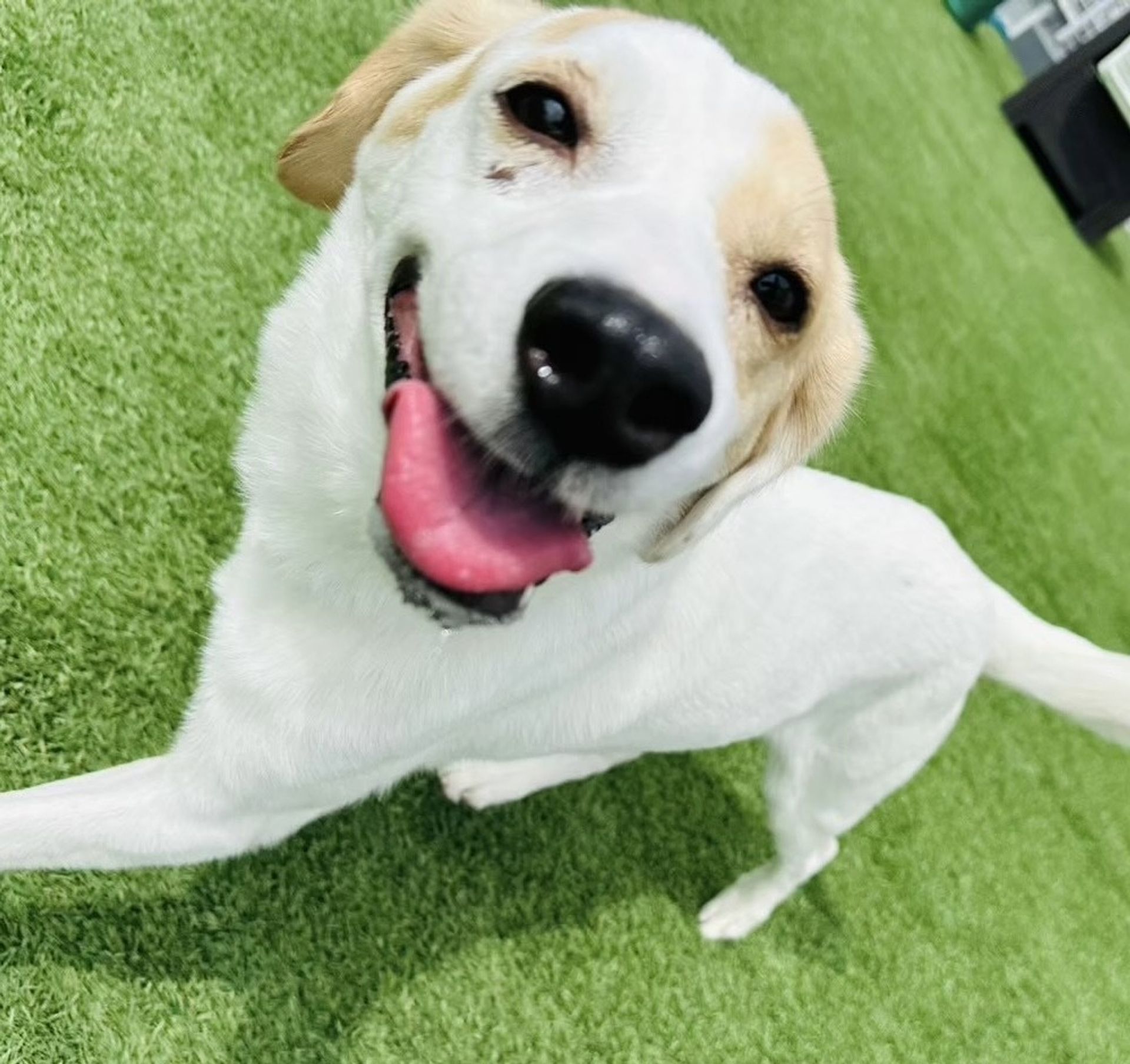 雑種（ミックス犬）・オスの里親募集の写真