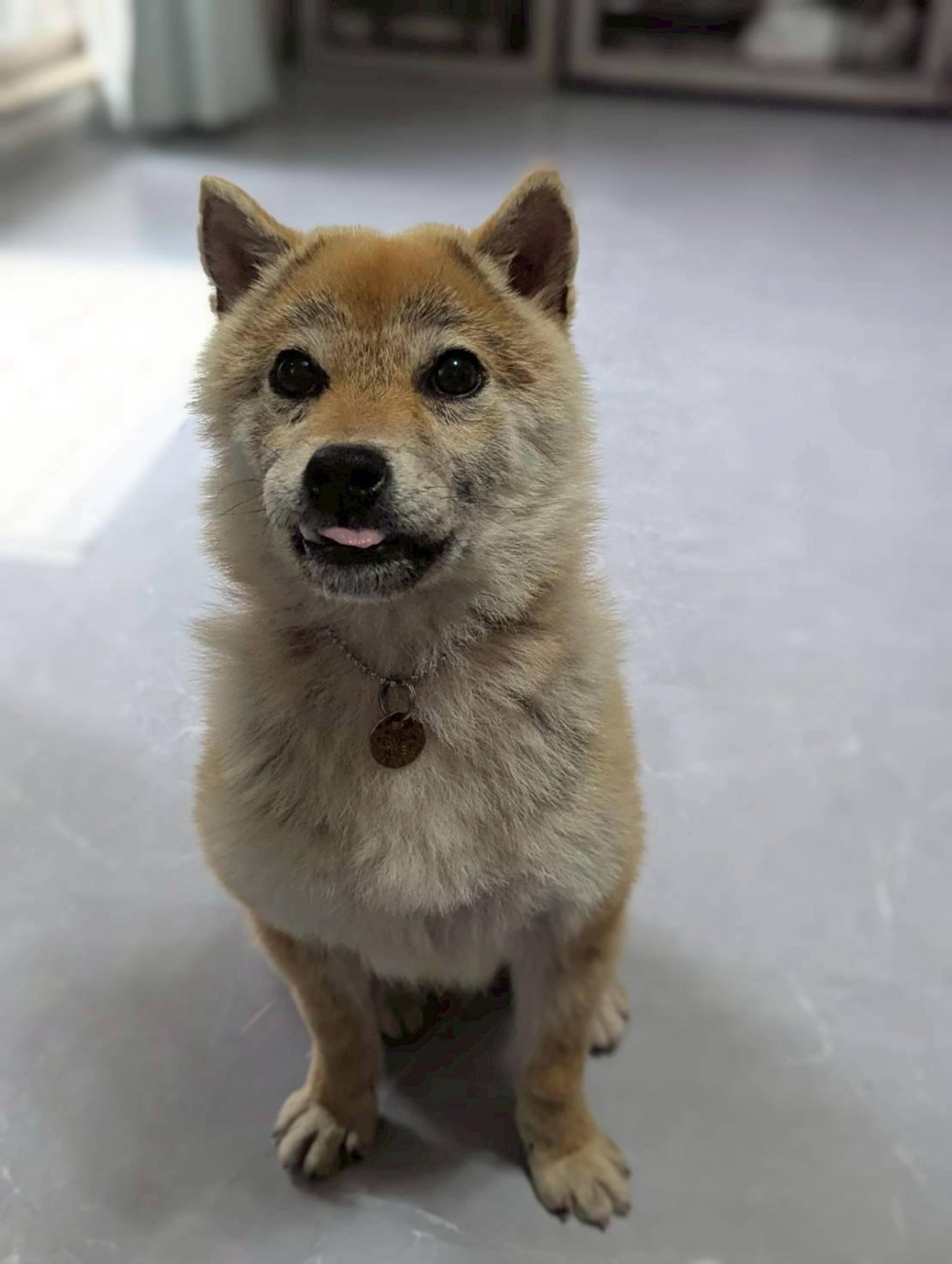 pet-image-2