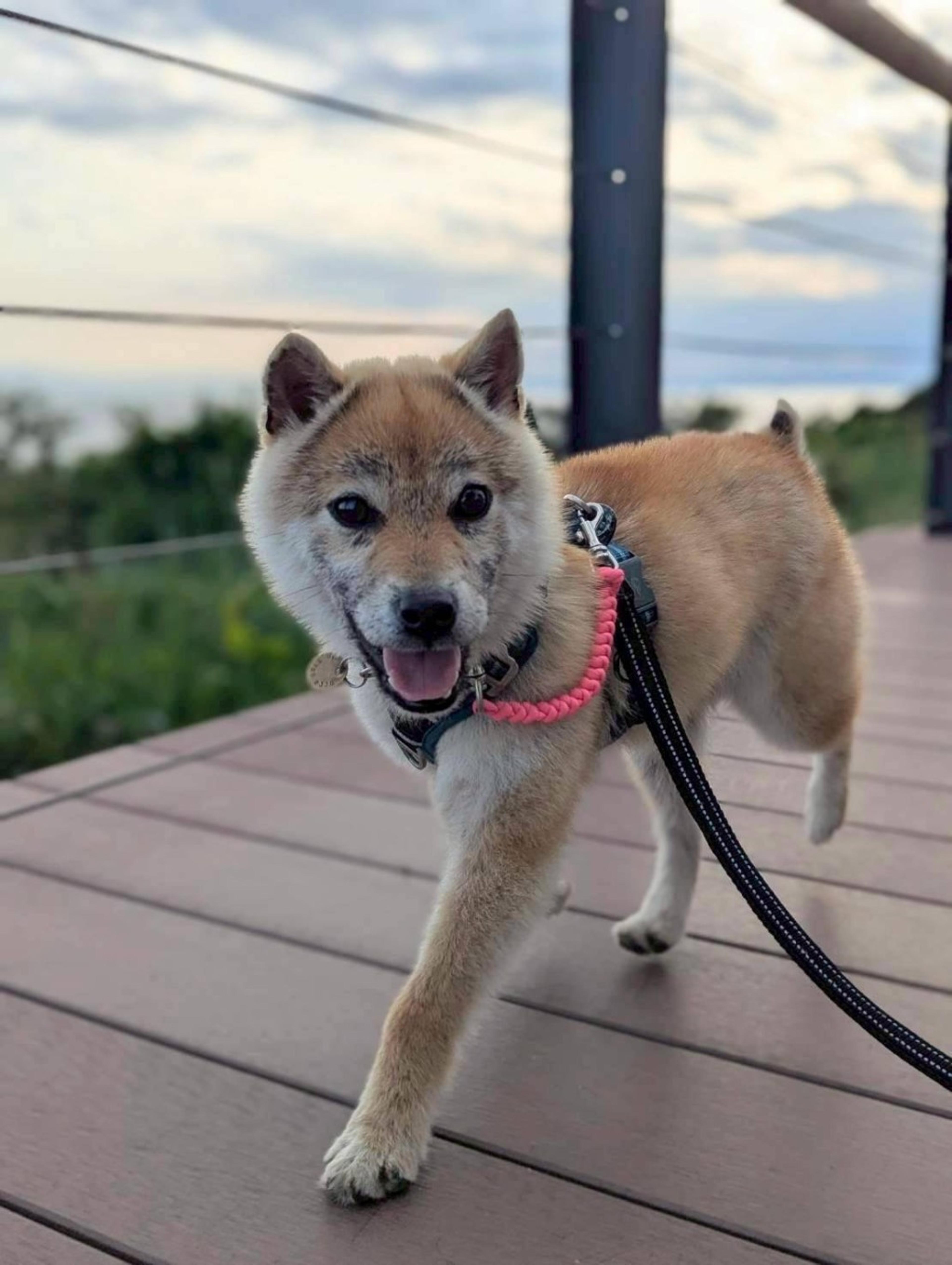 pet-image-3