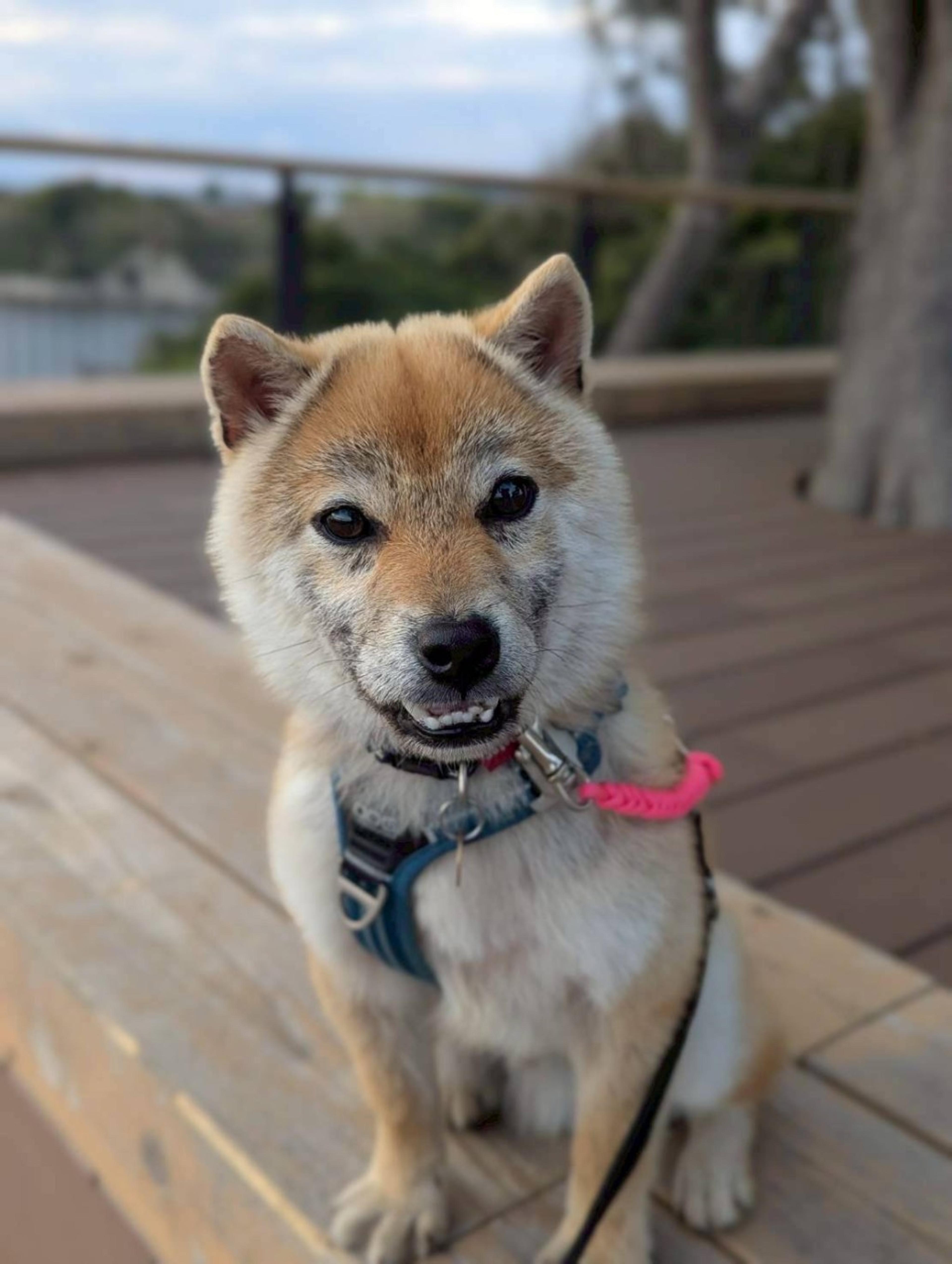pet-image-4