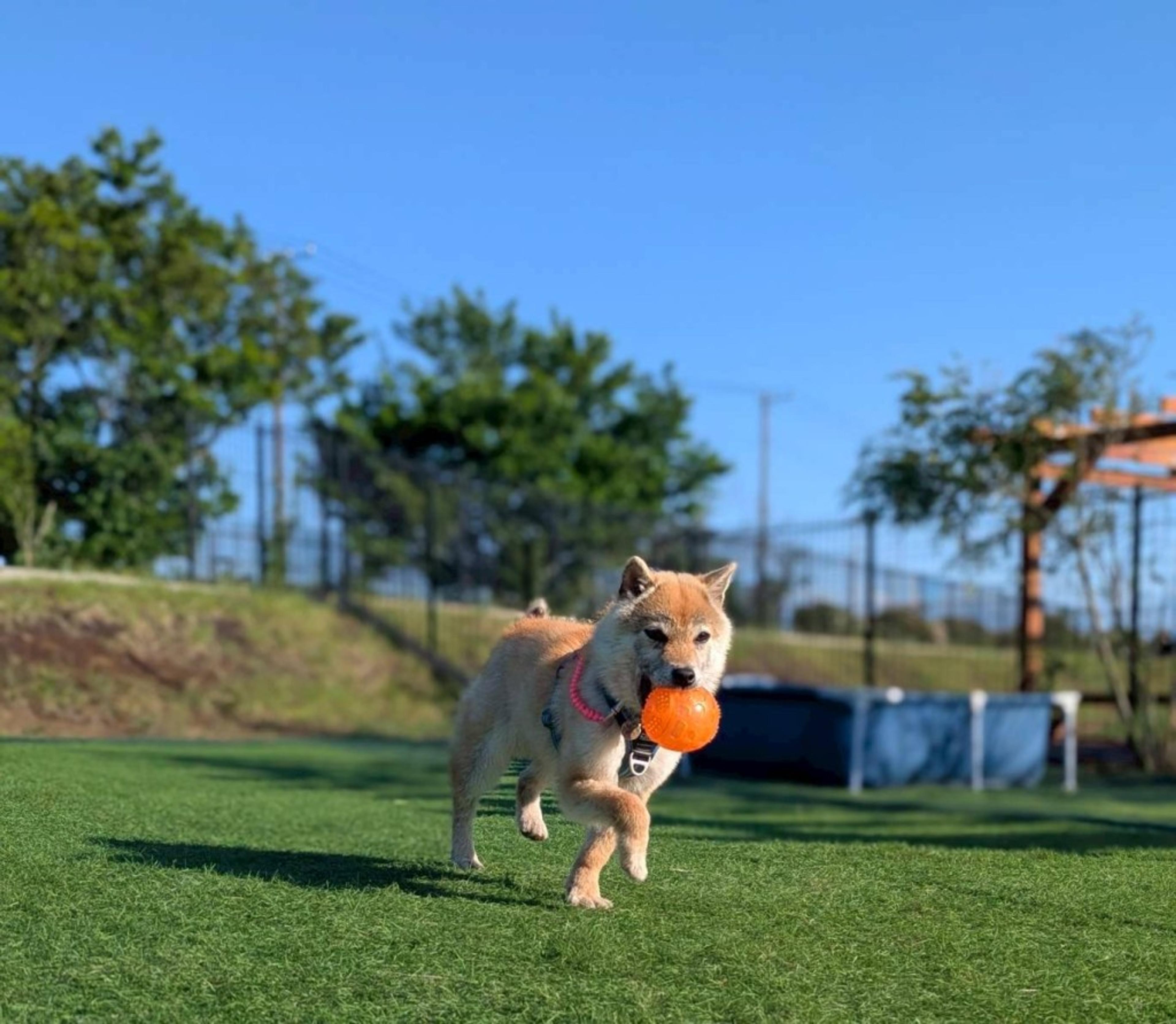 pet-image-5