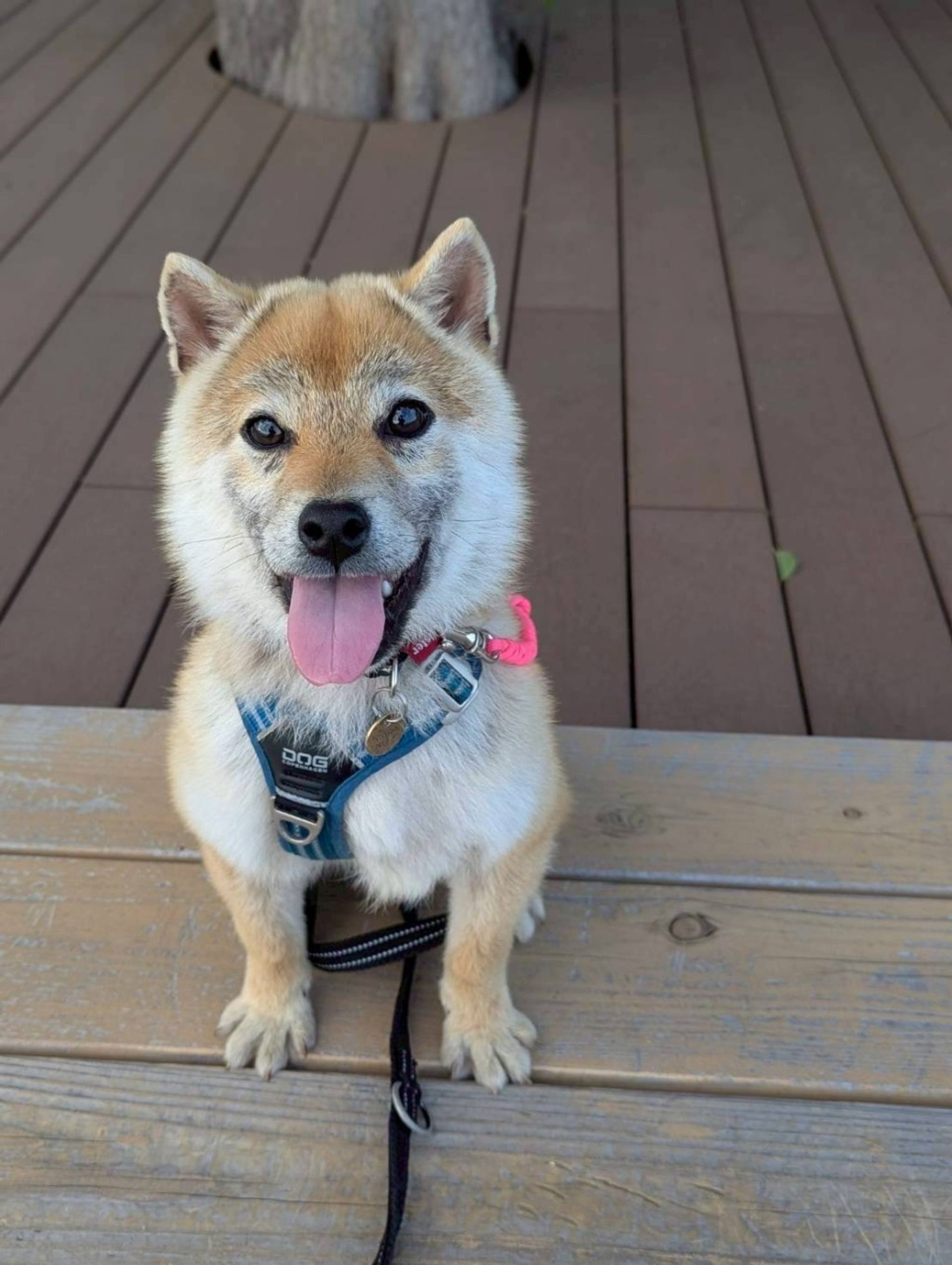 柴犬・オスの里親募集の写真