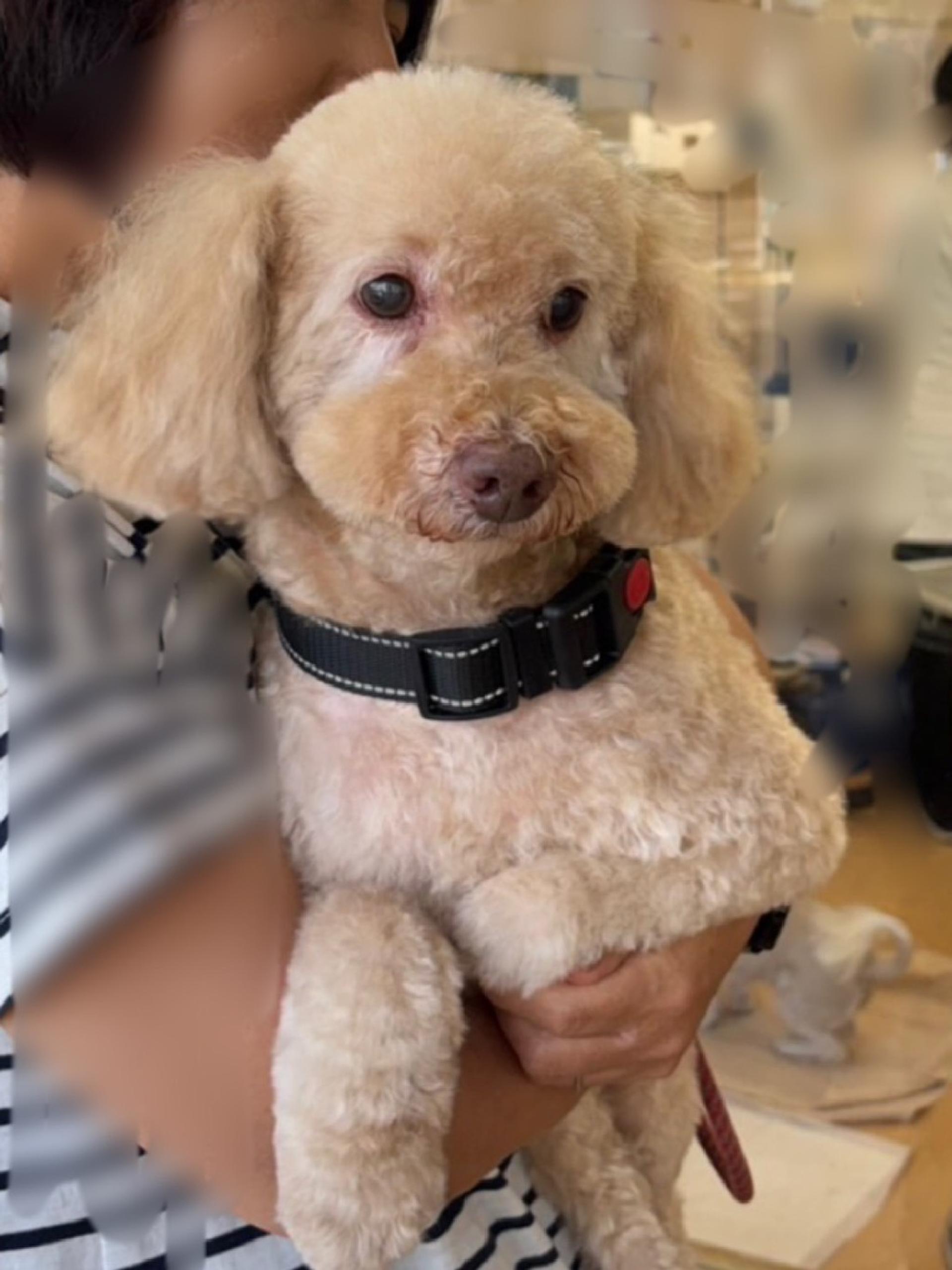 pet-image-2