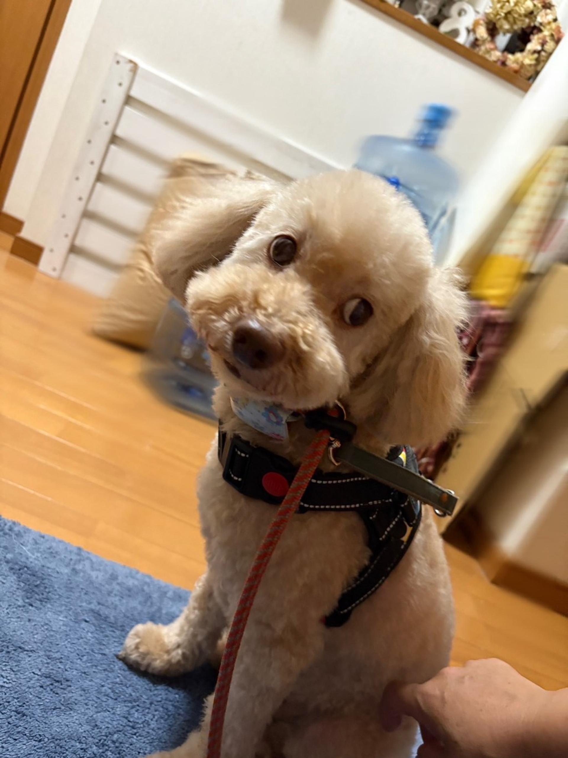 pet-image-3