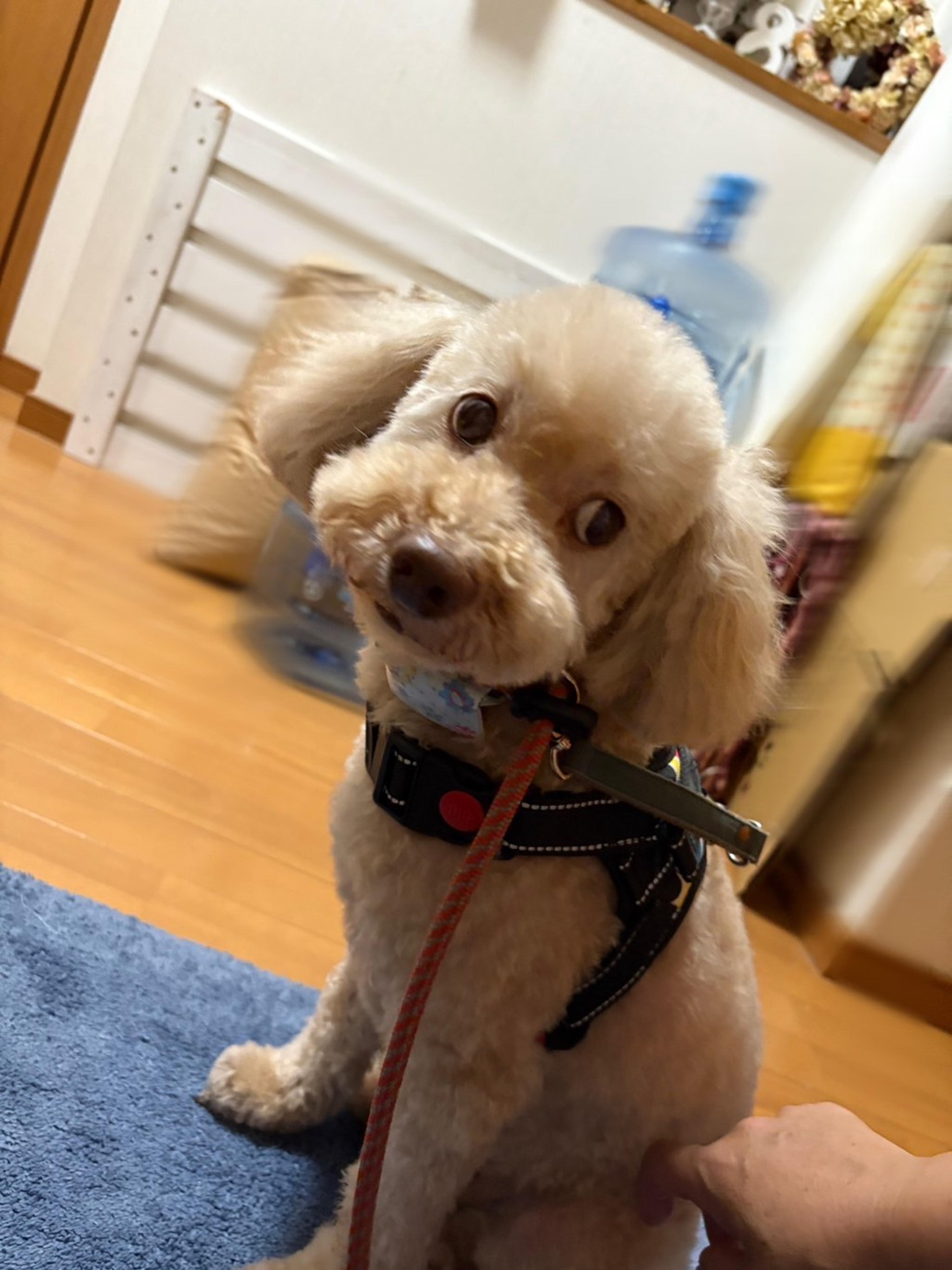 pet-image-3