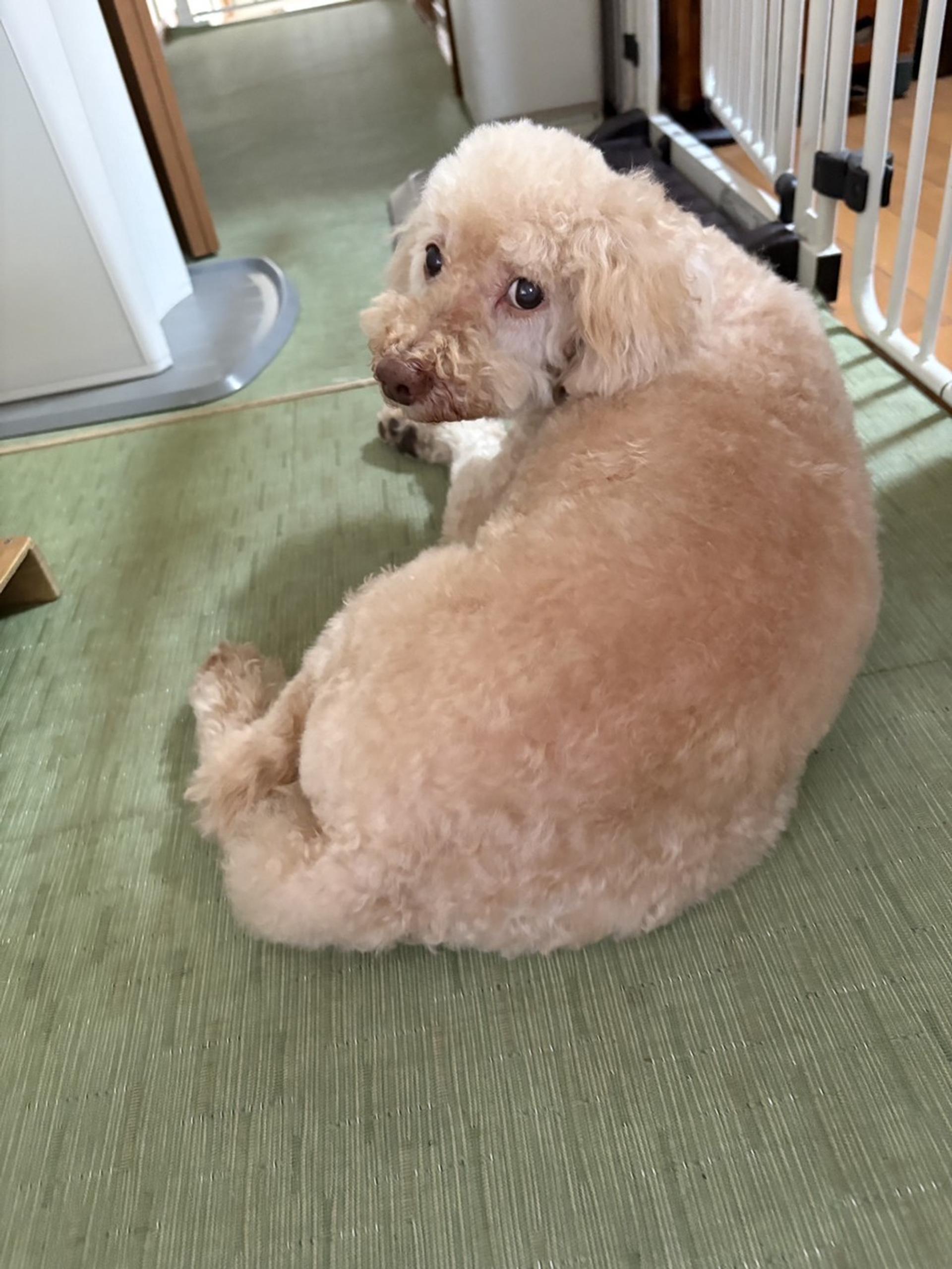 pet-image-4