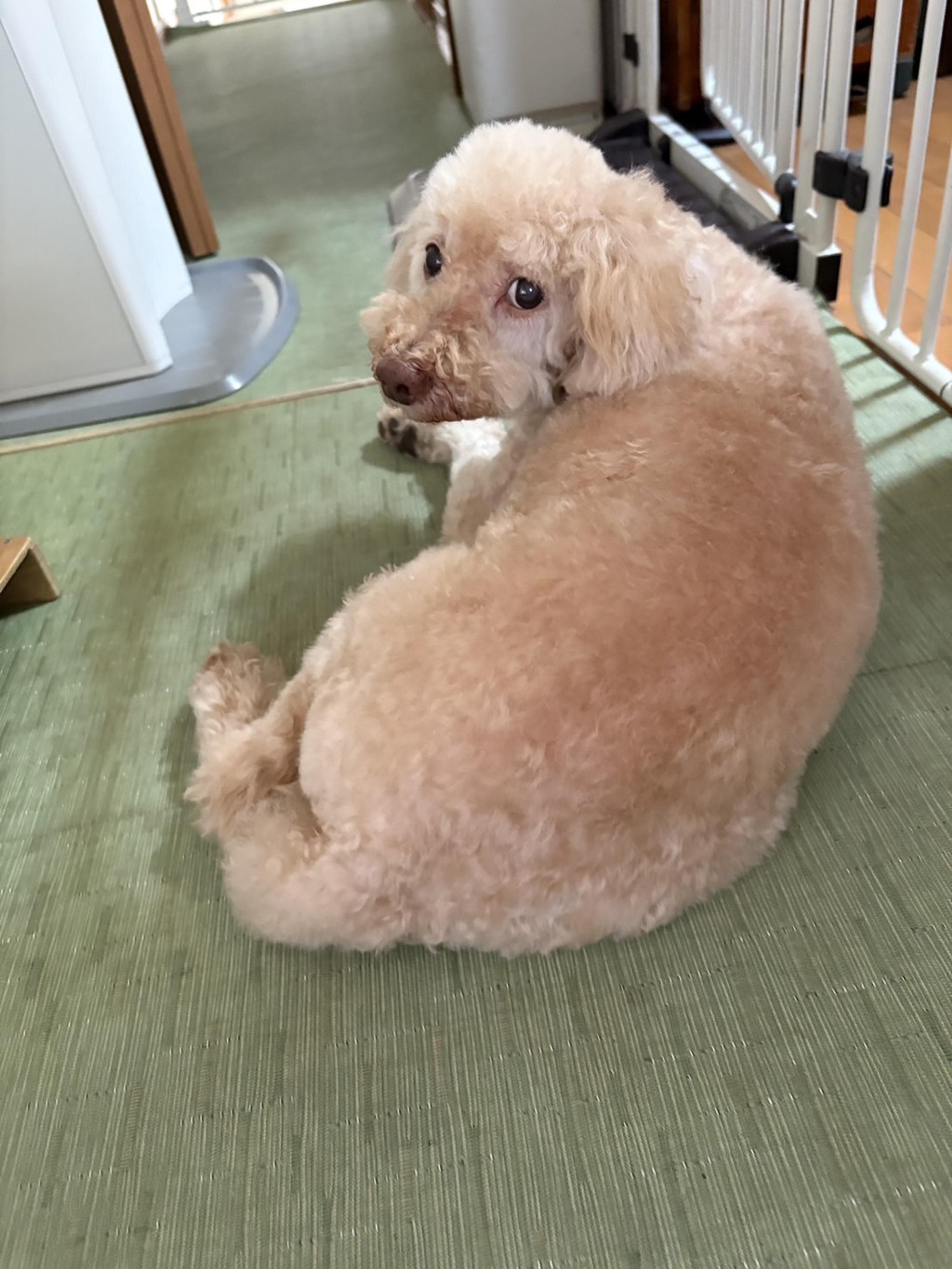 pet-image-4