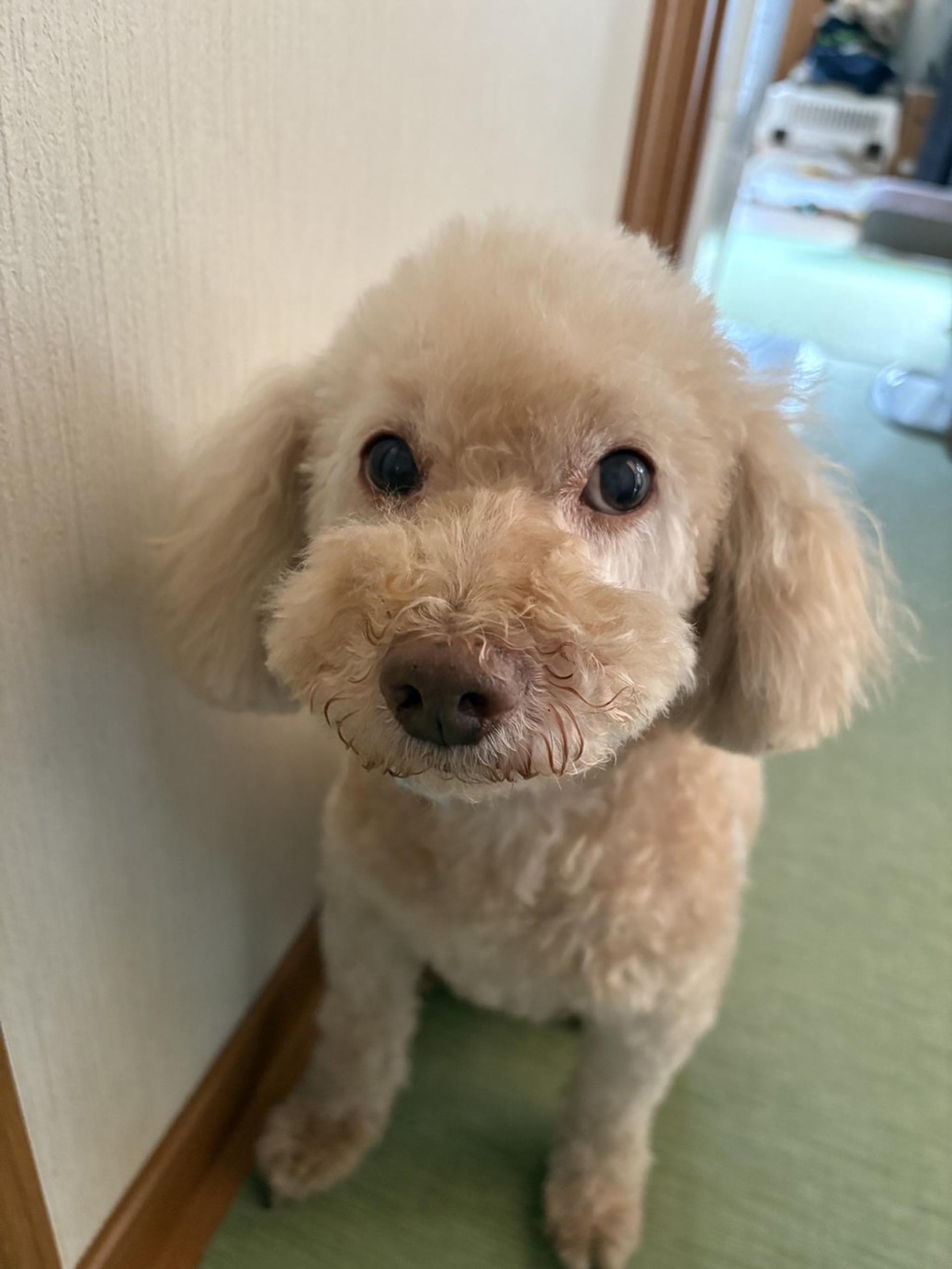 pet-image-5
