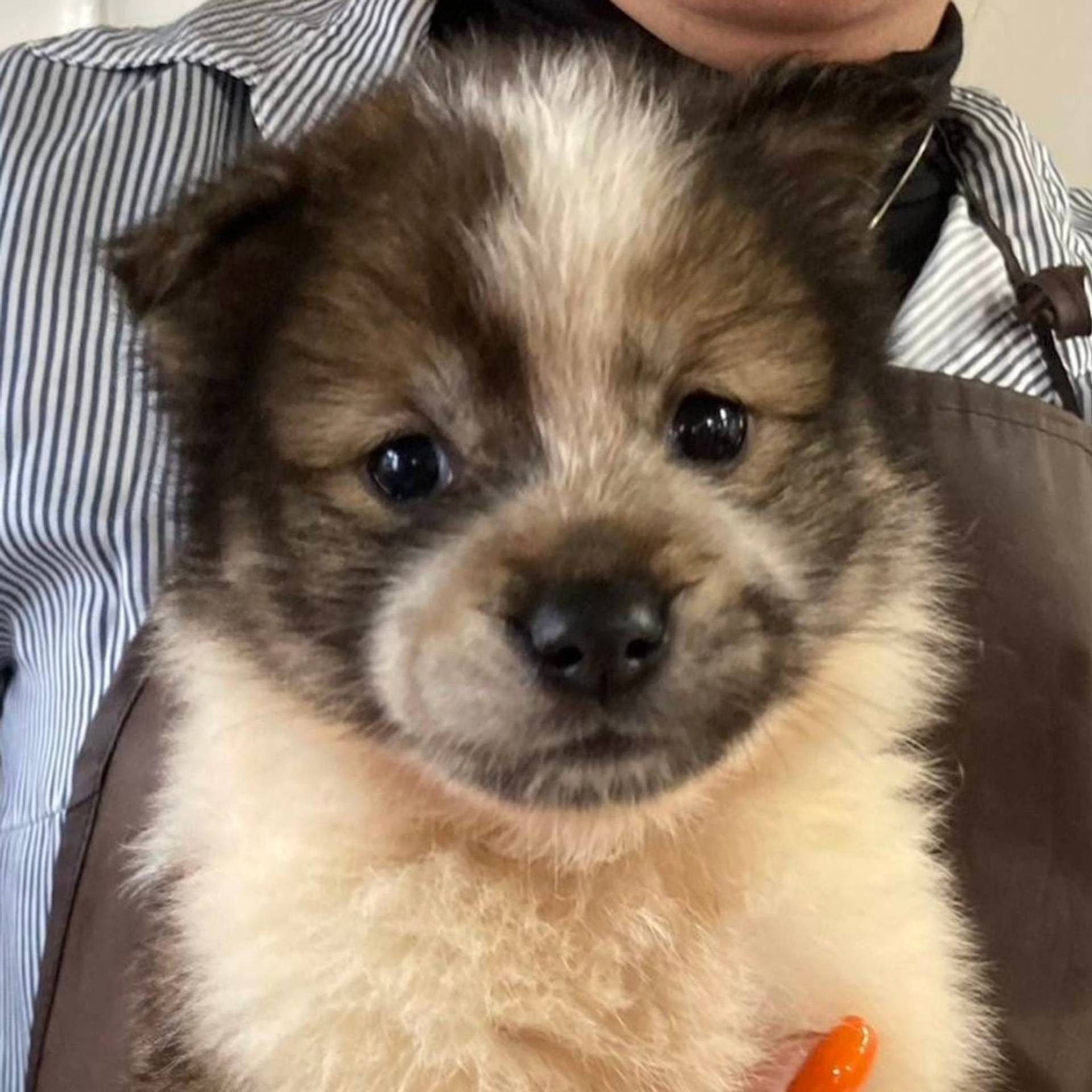 雑種（ミックス犬）・メスの里親募集の写真
