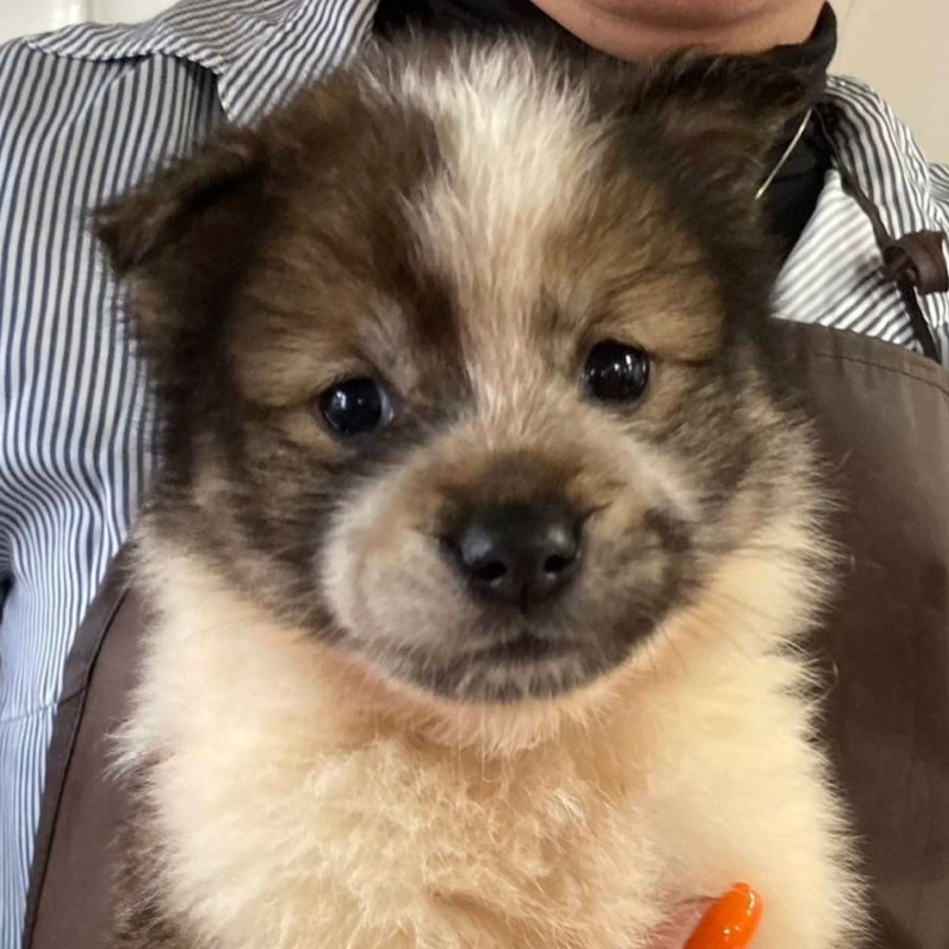雑種（ミックス犬）・メスの里親募集の写真