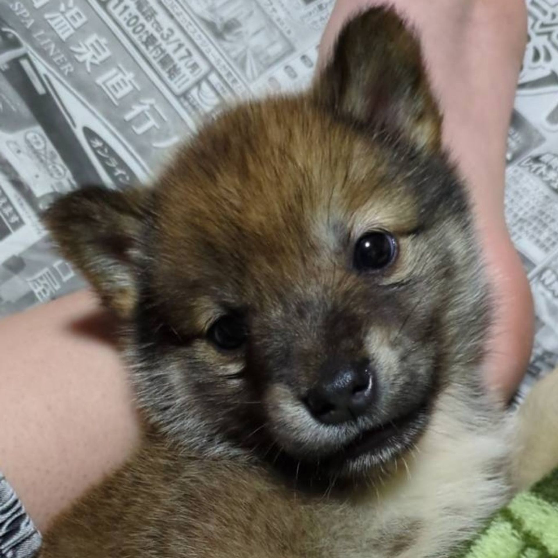 雑種（ミックス犬）・オスの里親募集の写真