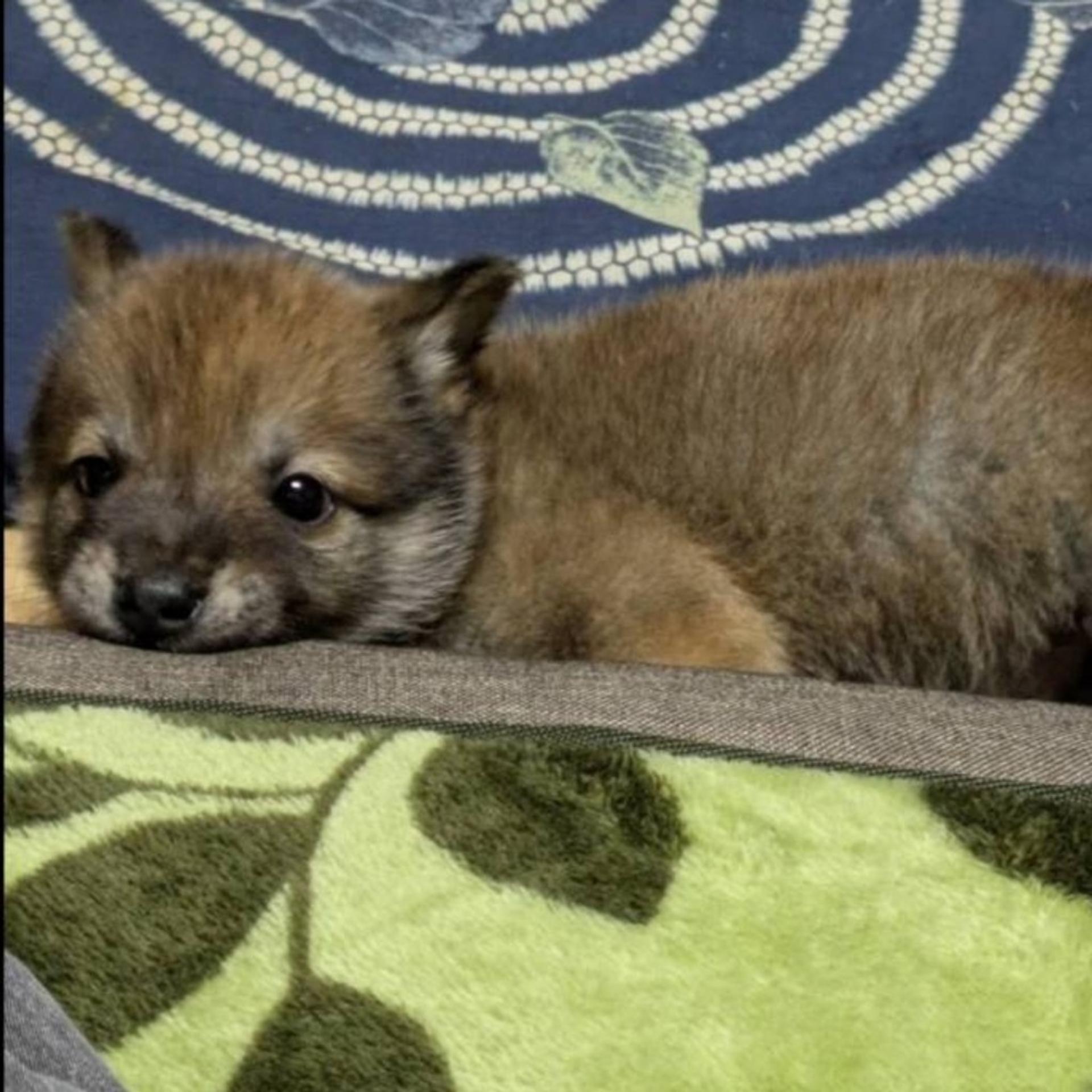pet-image-3