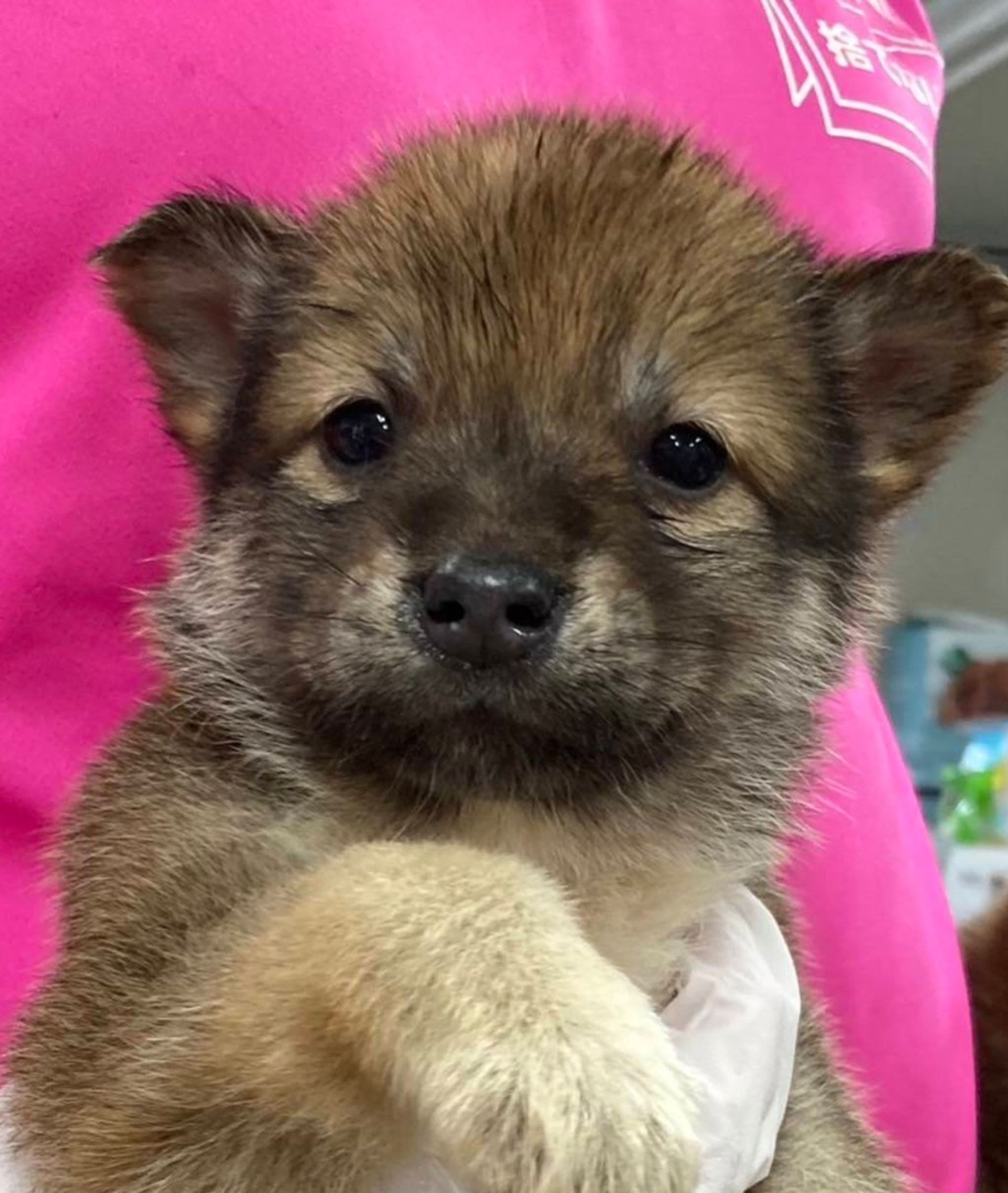 雑種（ミックス犬）・オスの里親募集の写真