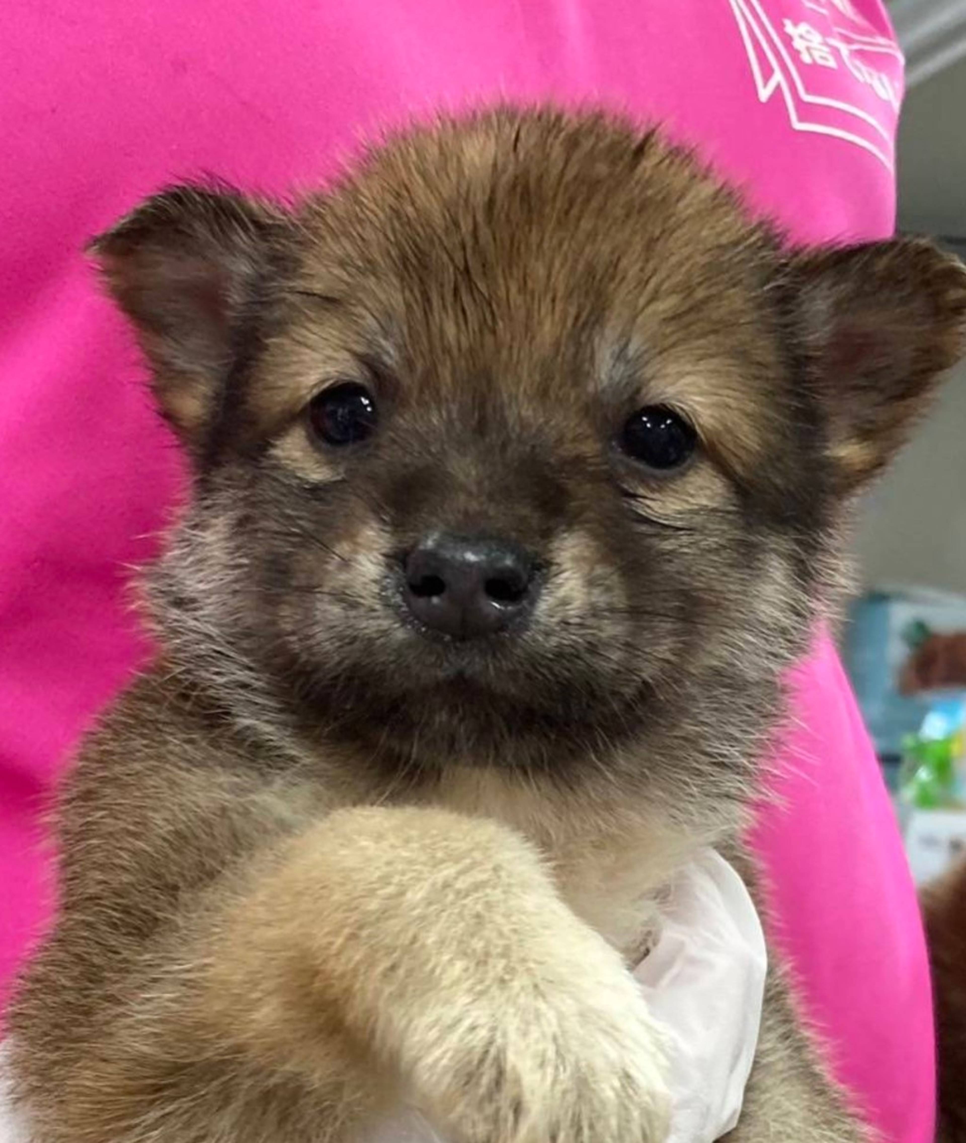 雑種（ミックス犬）・オスの里親募集の写真